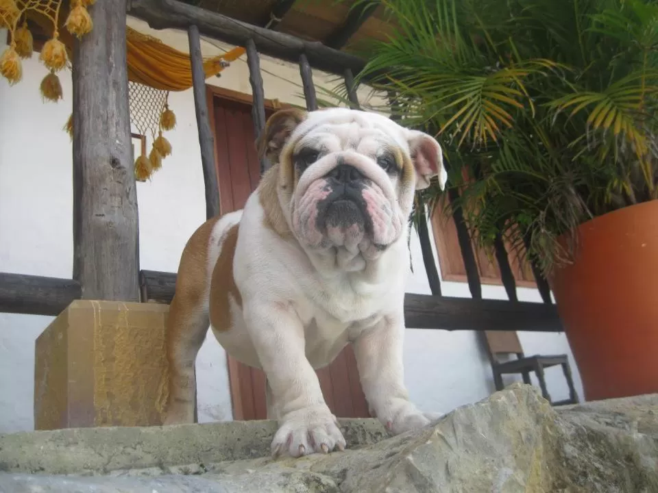 Pets in Hotel Terrazas de la Candelaria