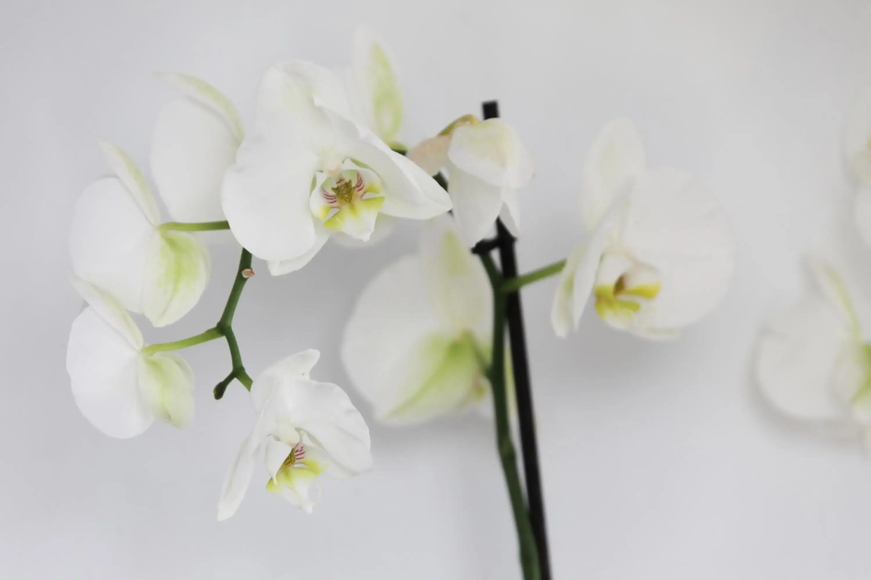 Food in Hotel La Pergola Mallorca Food in Hotel La Pergola Mallorca