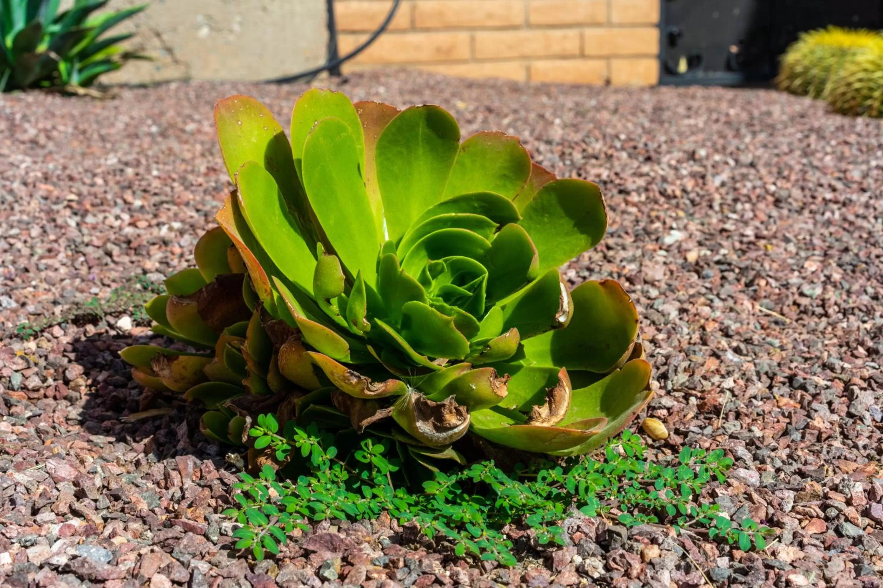 Natural landscape, Food in Sierra Suites Boutique Hotel