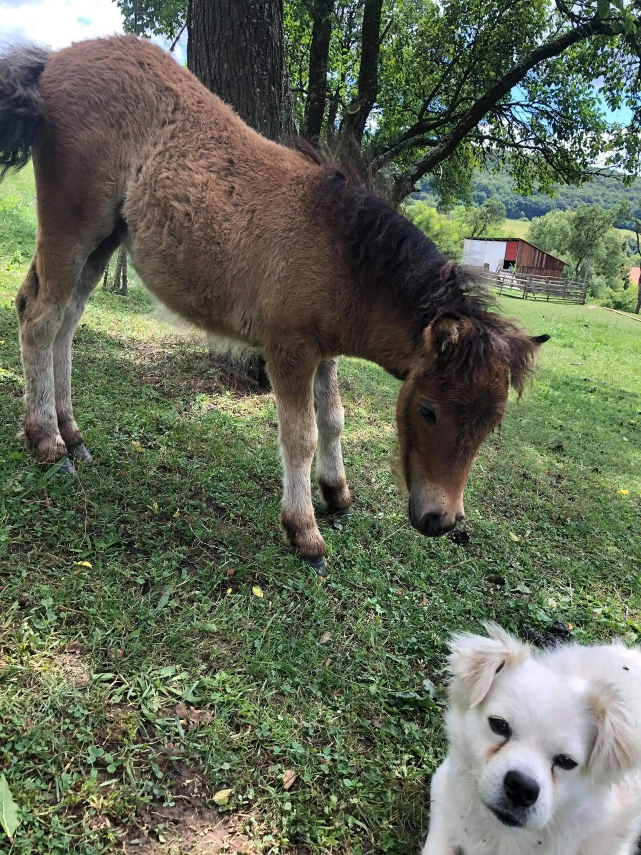 Animals, Pets in Pensiunea SilvAnka