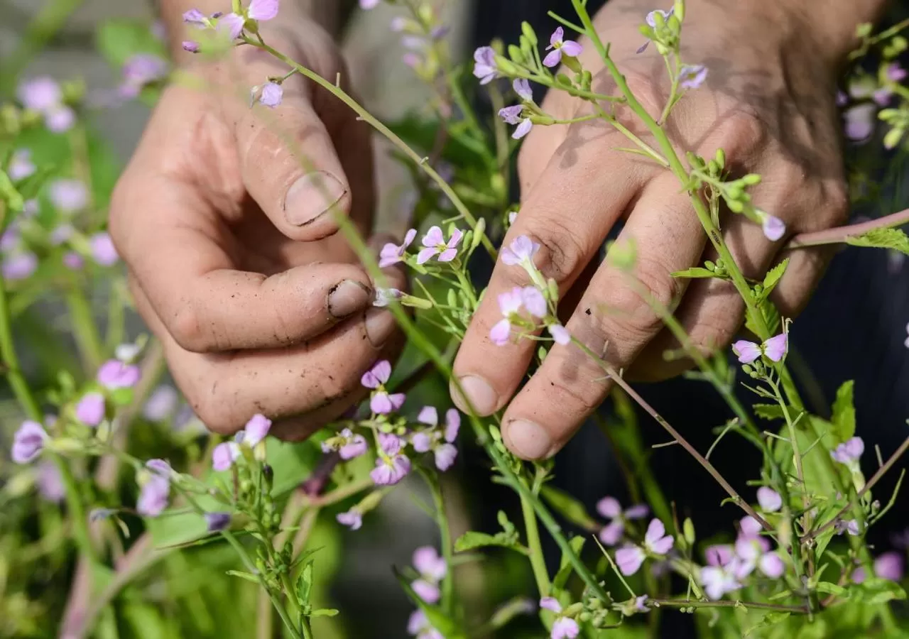 Garden in Hôtel Les Frères Ibarboure
