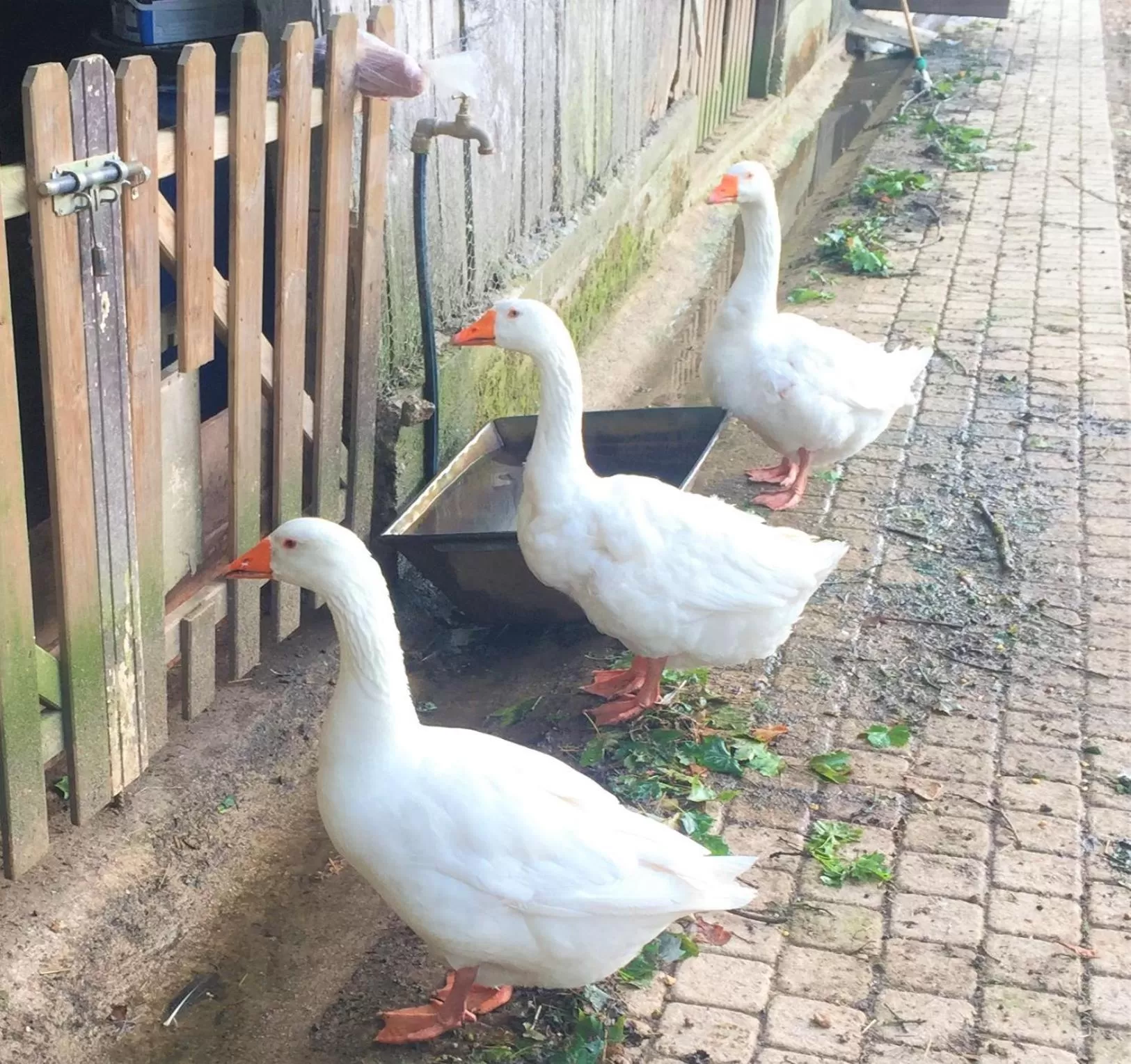 Pets, Other Animals in Manoir de la Rémonière
