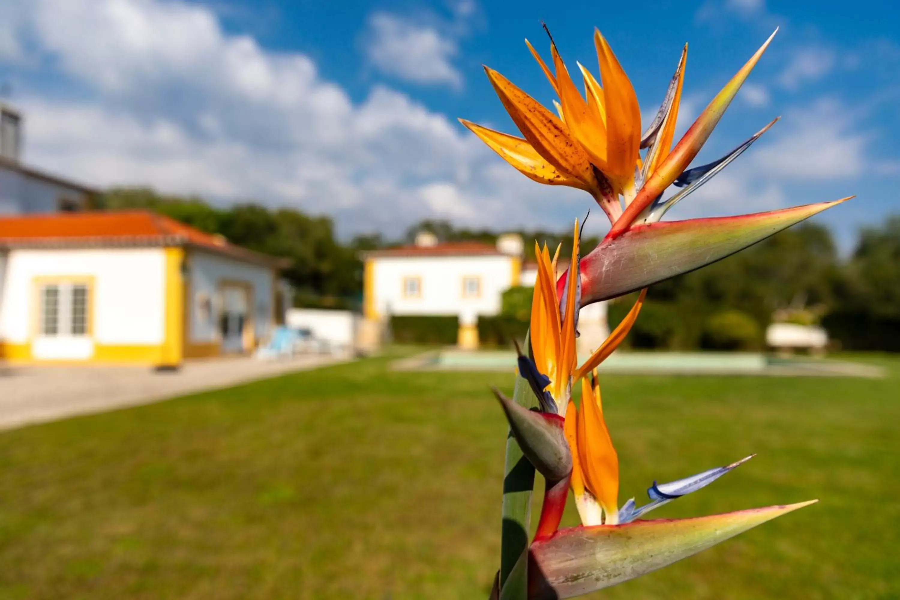 Garden in Quinta do Pé Descalço Guesthouse Sintra