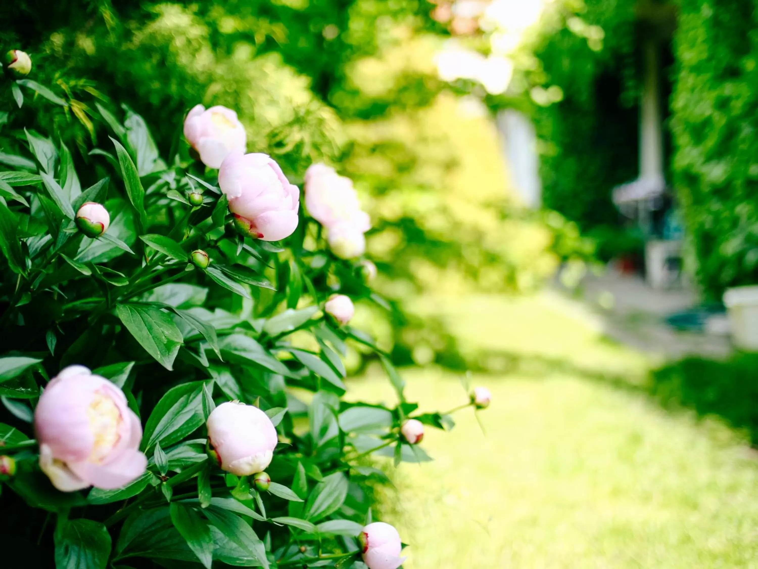 Activities, Other Animals in Miodosytnia Aparthotel