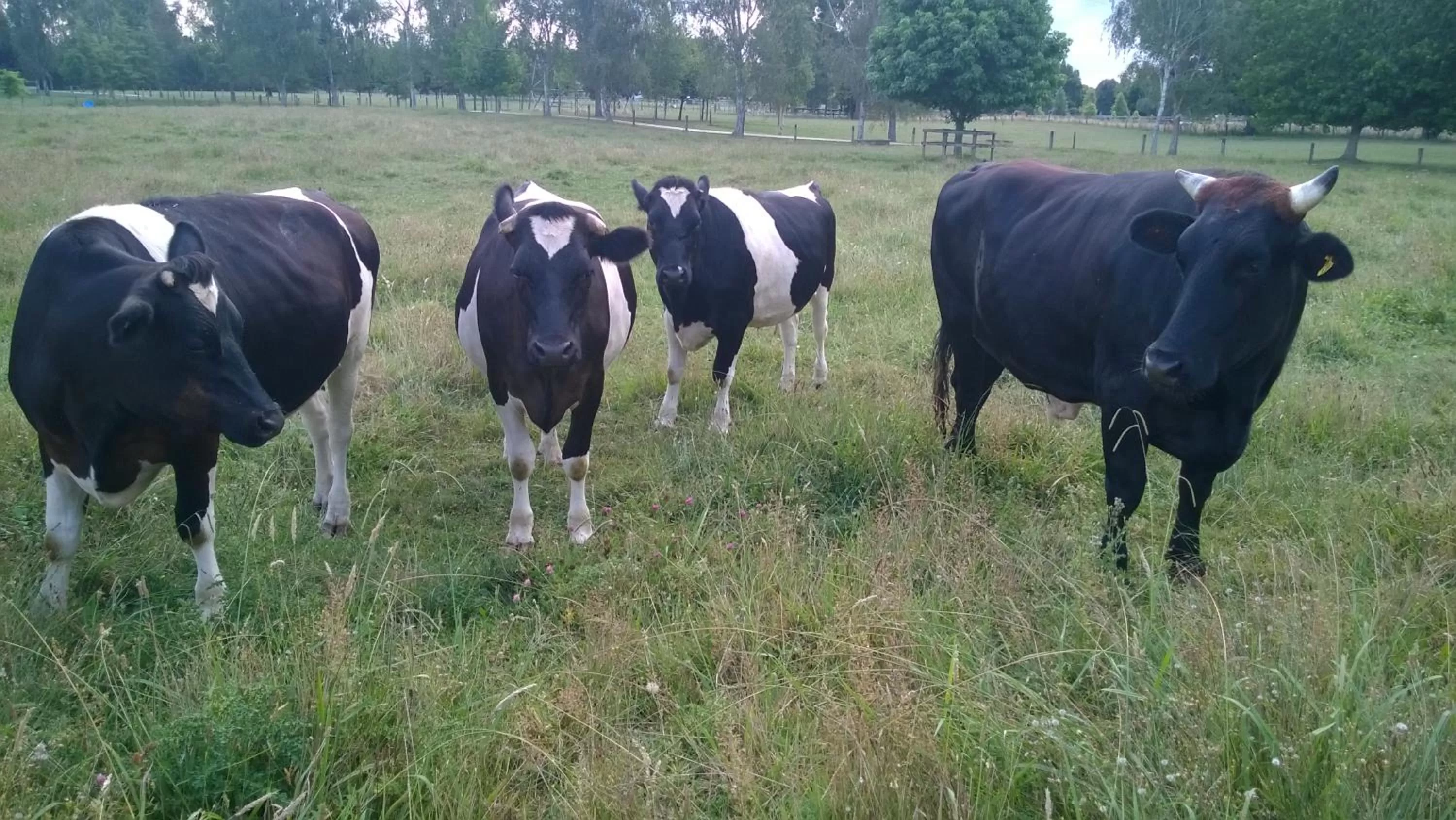 Animals in Korbaylen Estate