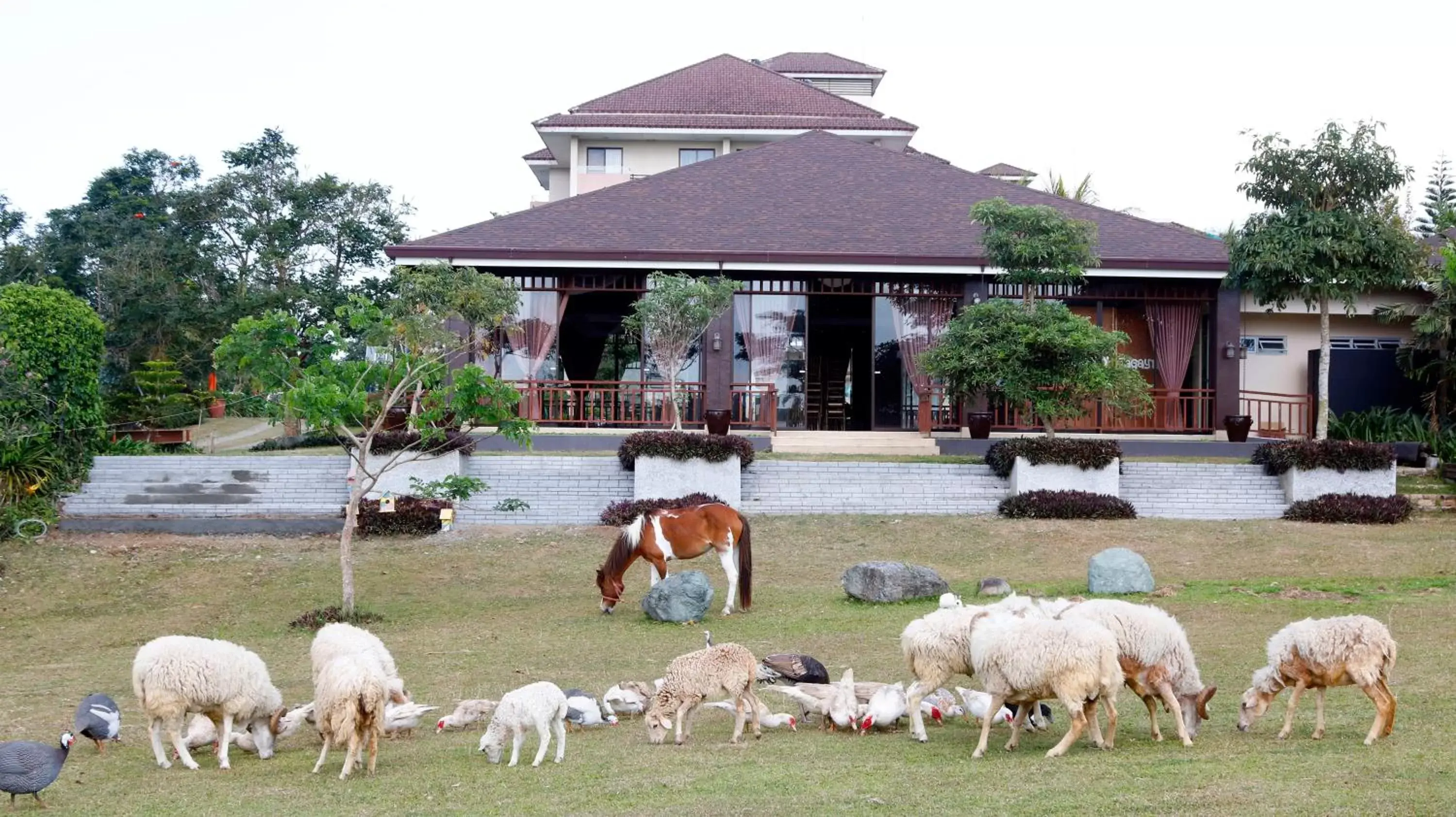 Animals, Property Building in Hotel Kimberly Tagaytay