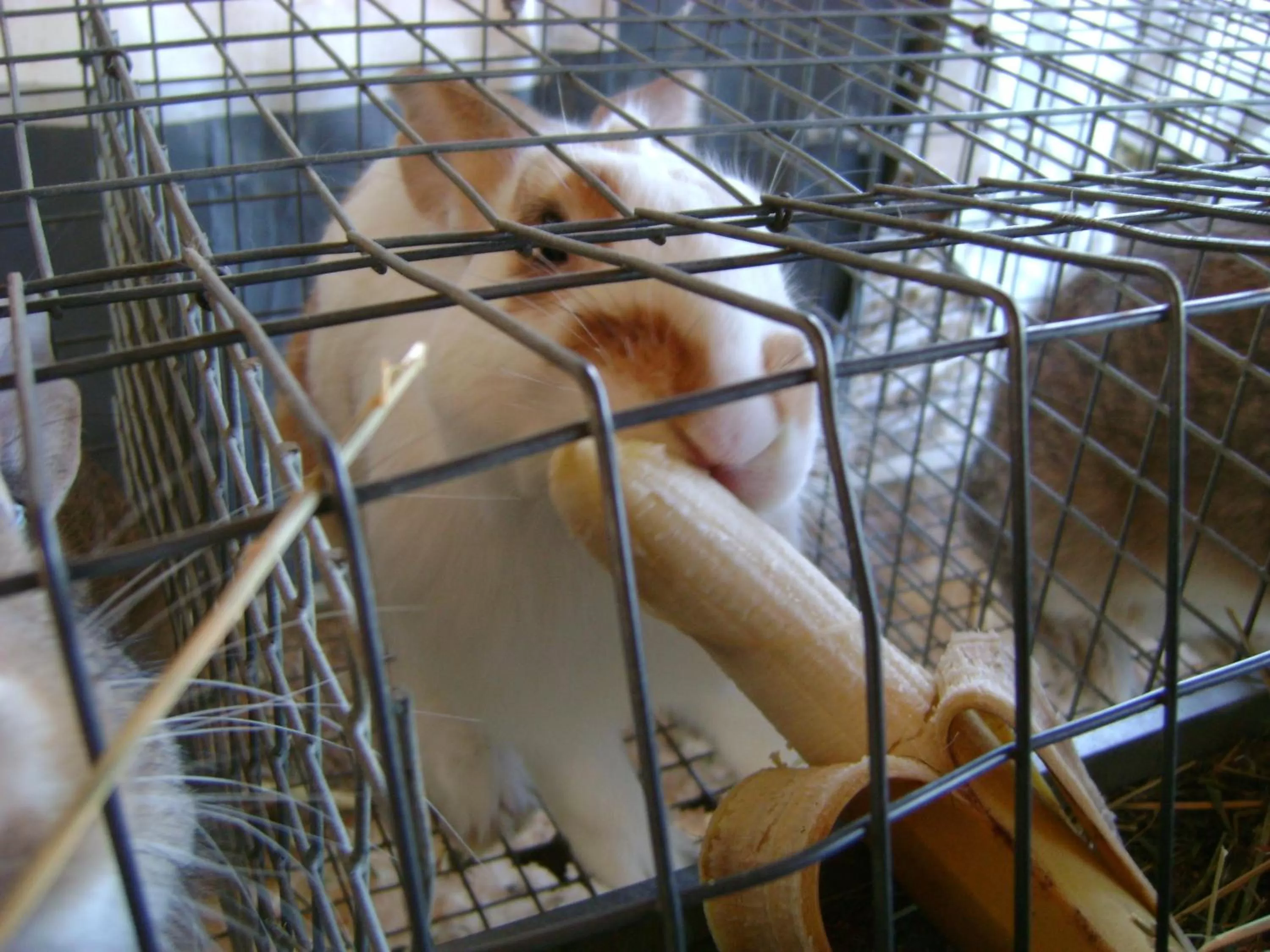 Pets in B&B Lattemiele