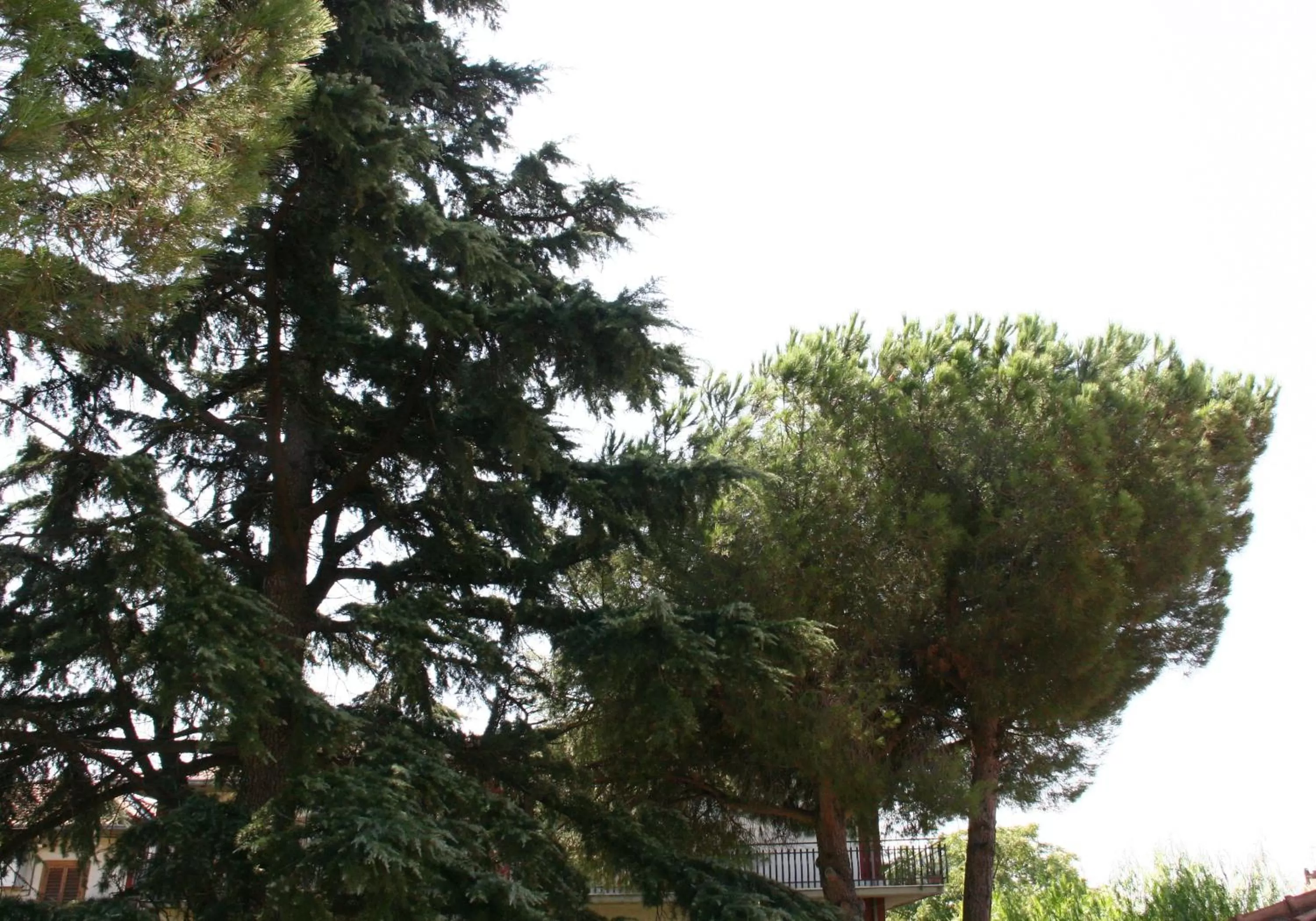 Garden view in B&B Etna Country