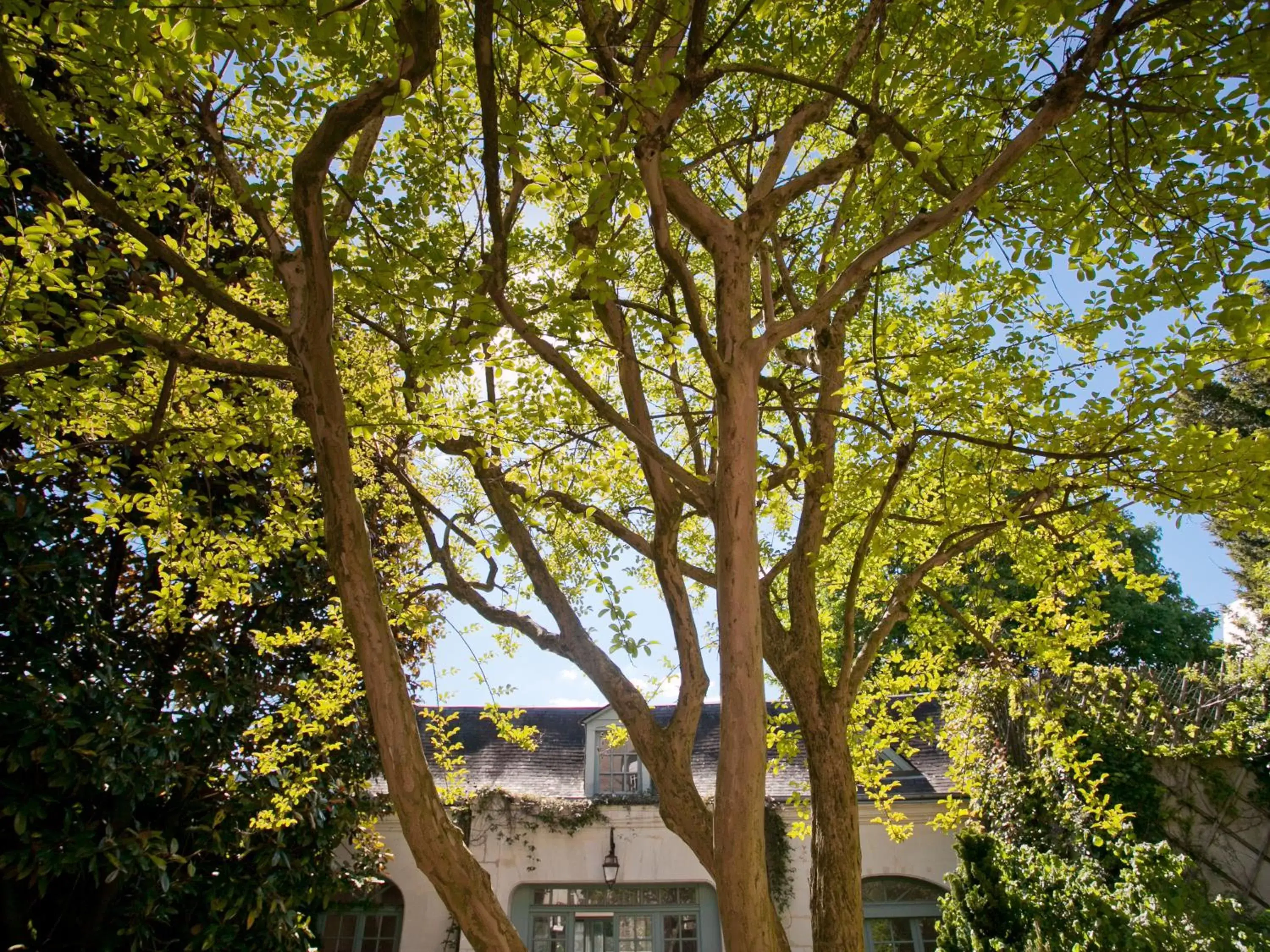 Garden in La Maison Jules