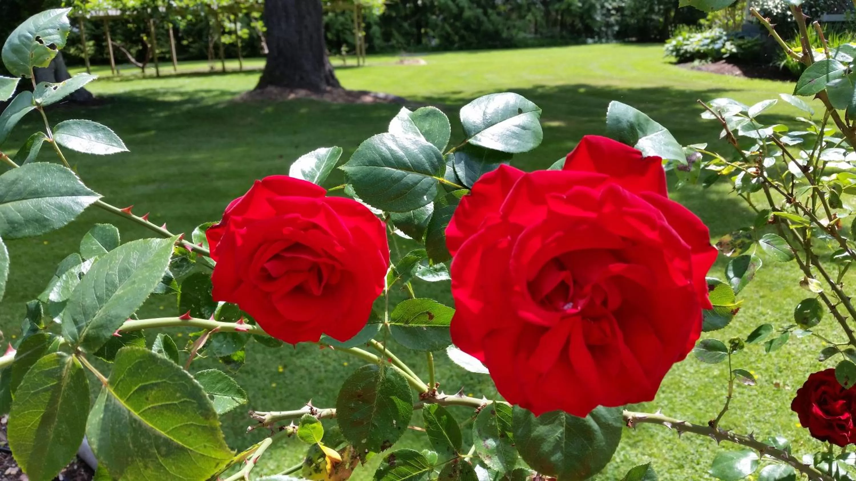 Garden in Hummingbird Guesthouse