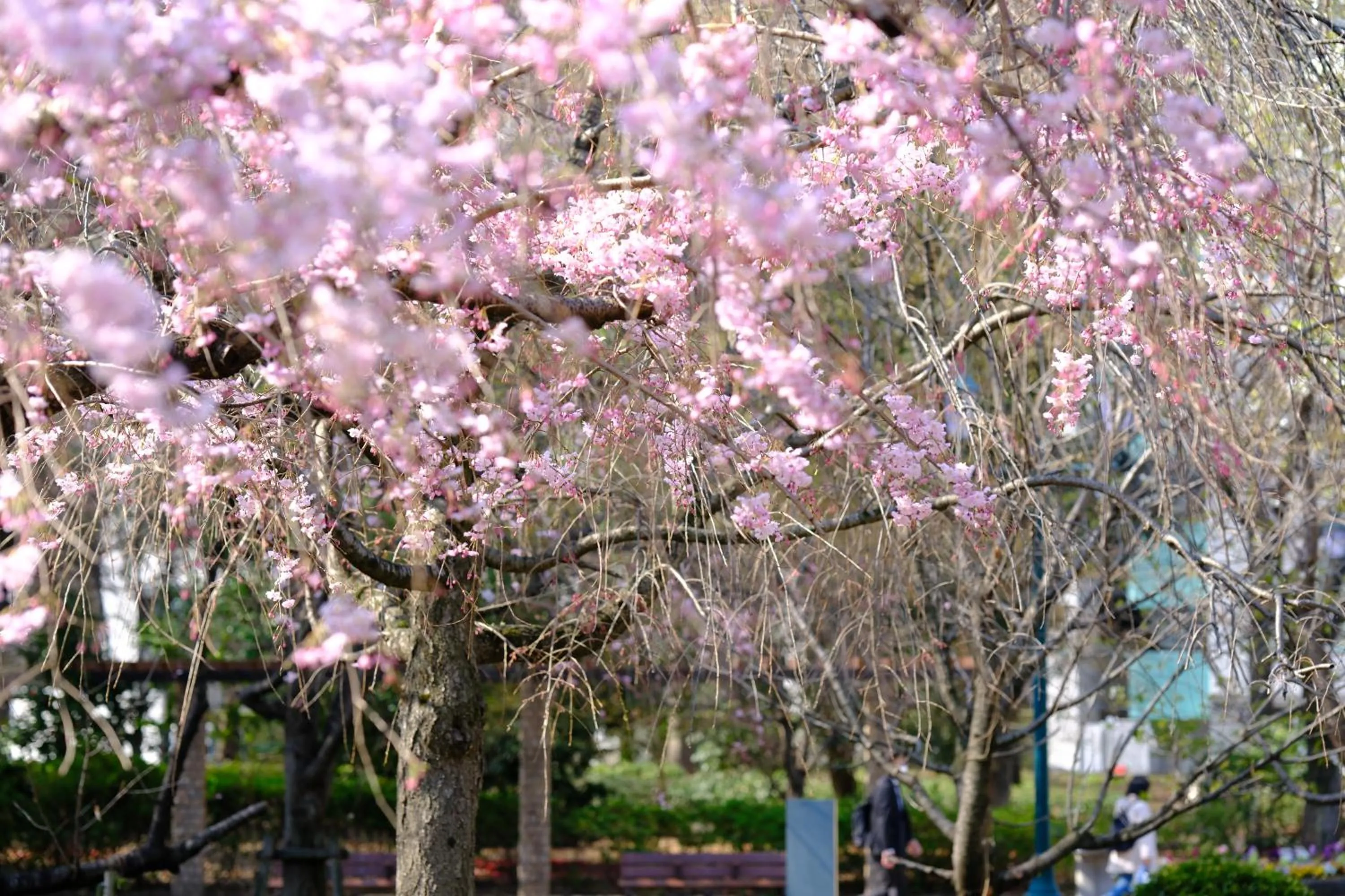 Off site in KOKO HOTEL Premier Nihonbashi Hamacho