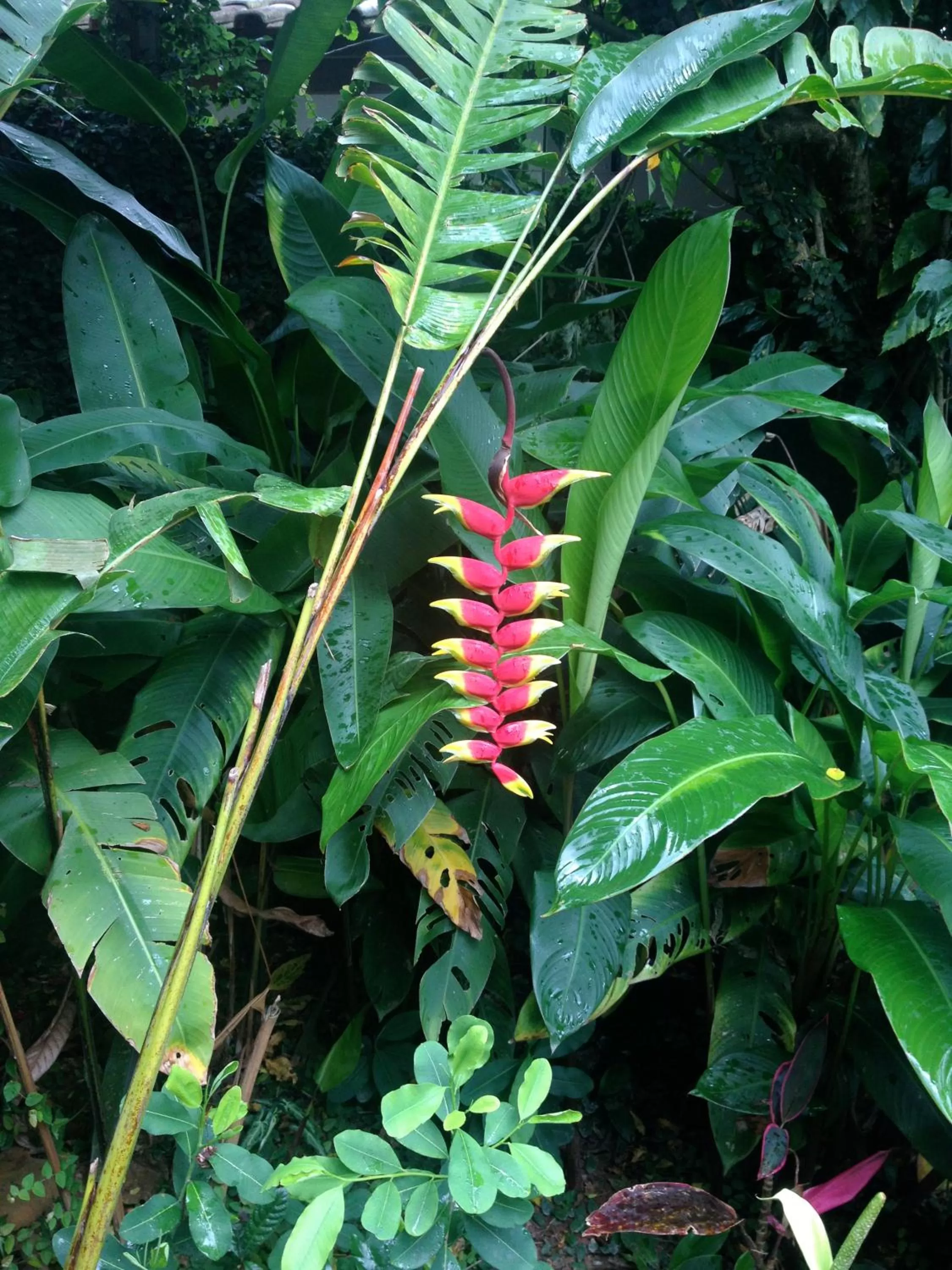 Garden in Janela de Marcia Bed and Breakfast