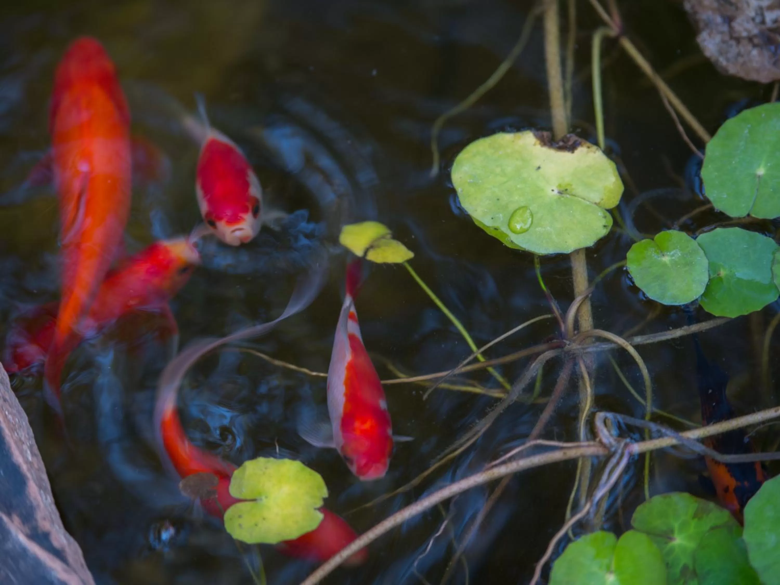 Garden in Sky Ranch Lodge