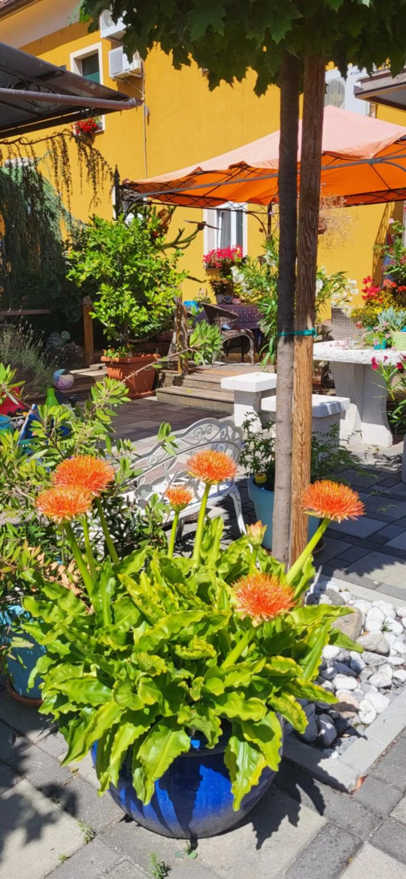 Garden in Hostel Sonce