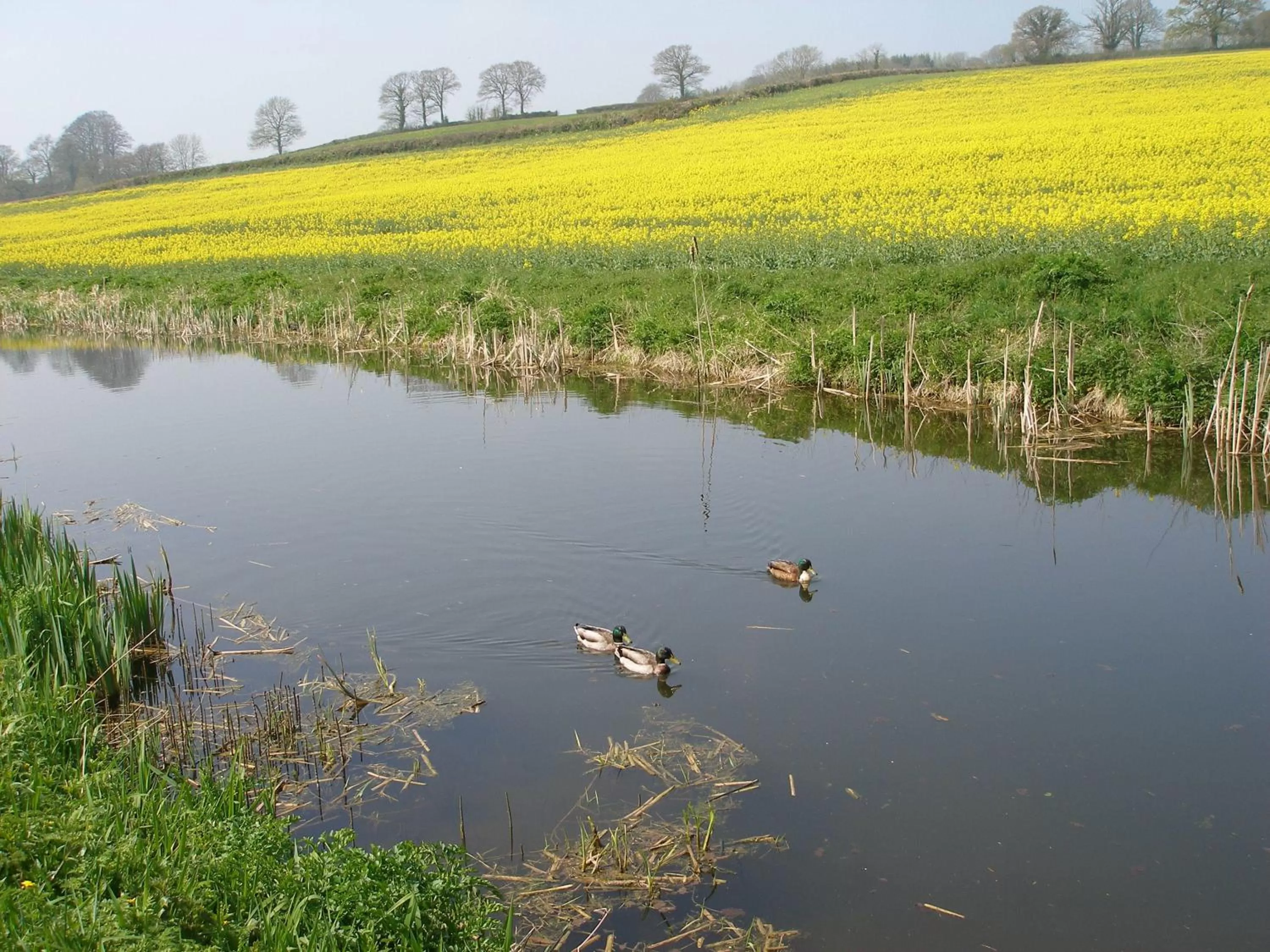 Natural landscape in Brambles Bed and Breakfast