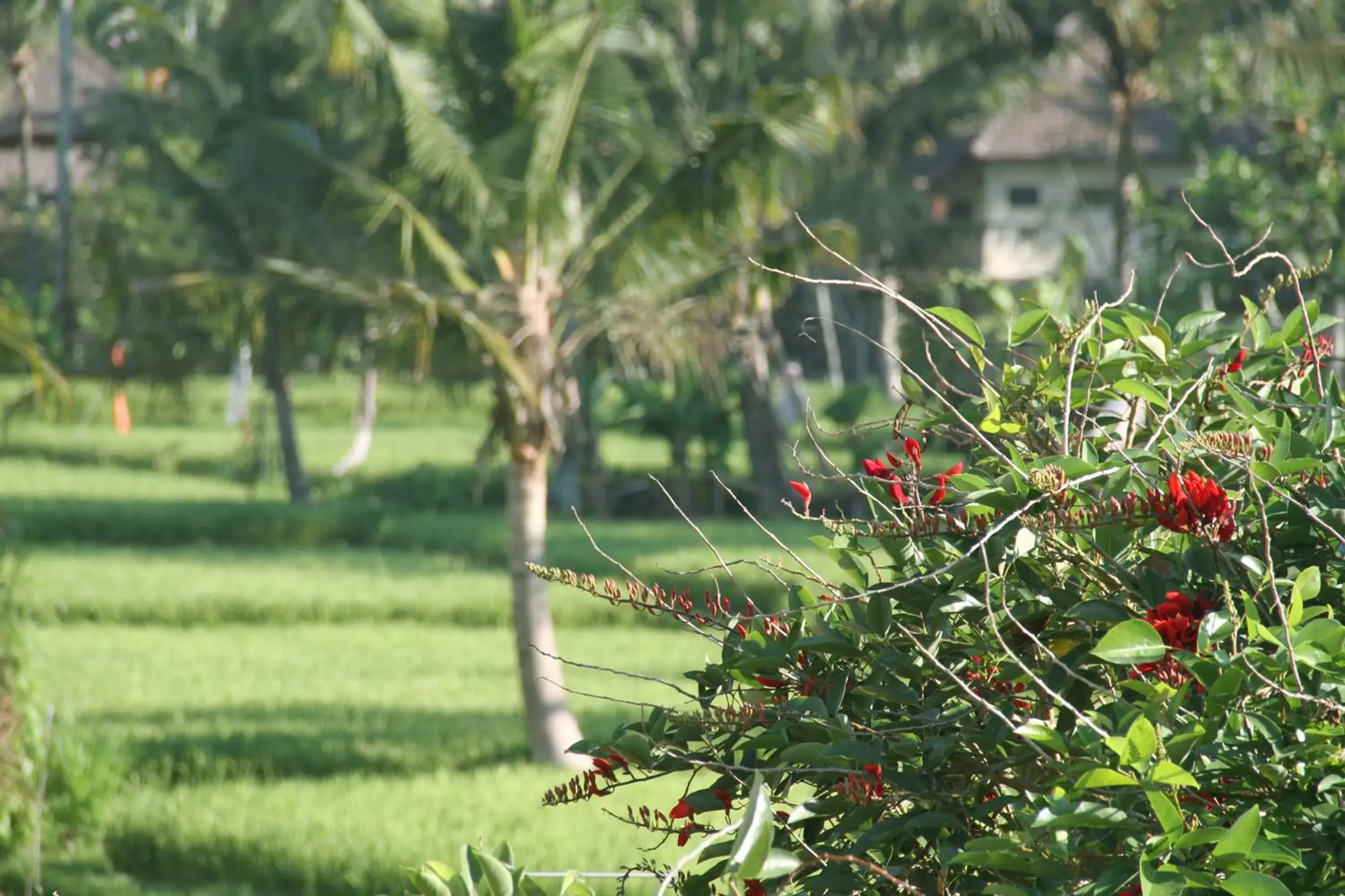 Natural landscape, Garden in Kadiga Villas Ubud