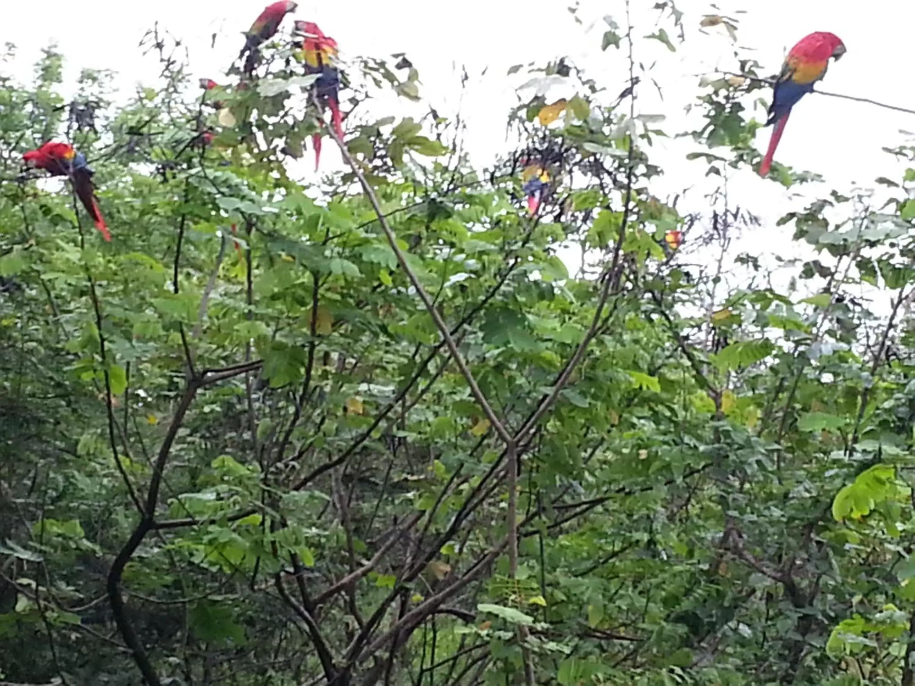 Animals, Natural Landscape in Auto Hotel Paraíso Inn