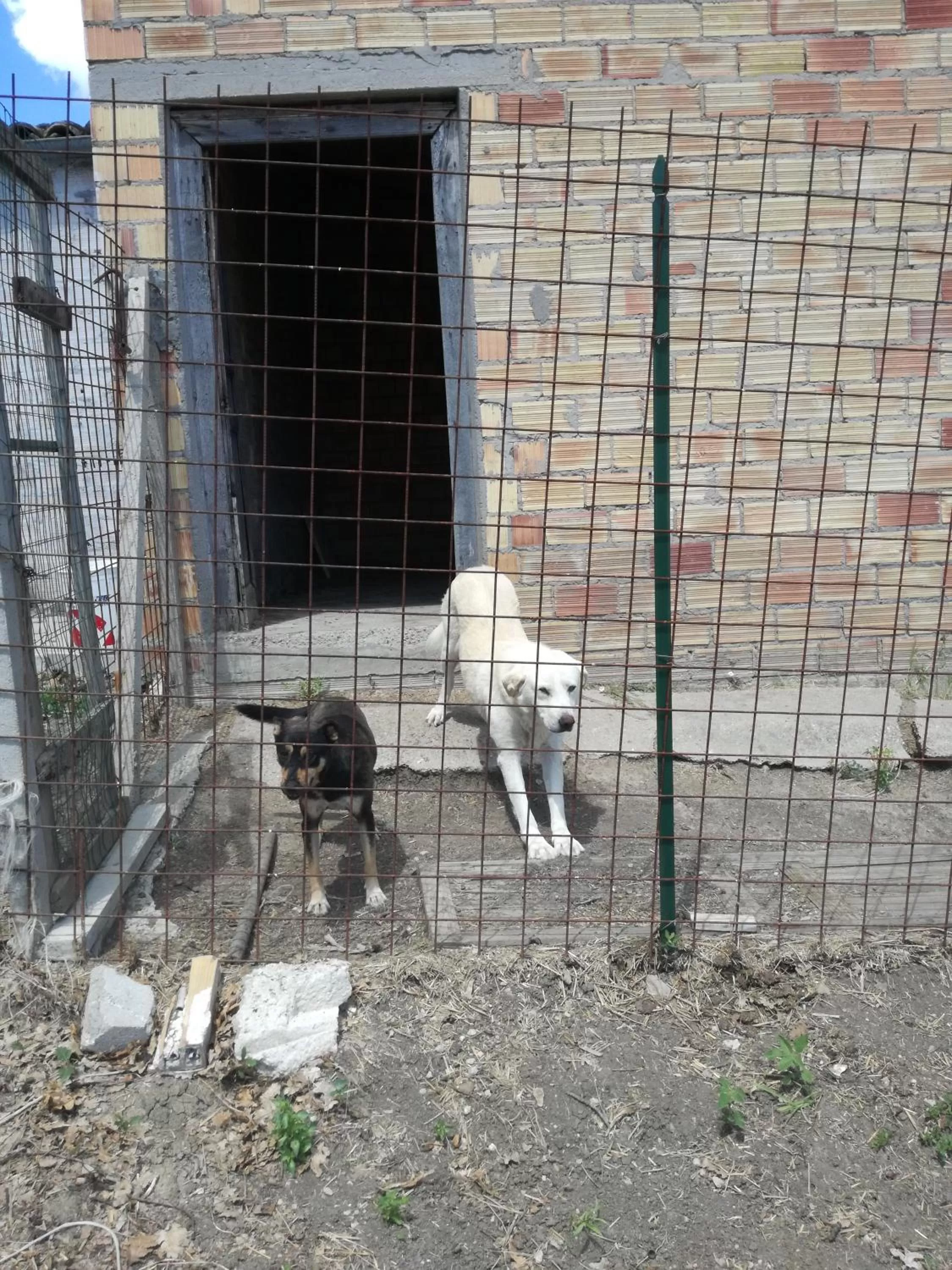 Pets in B&B Pozzo Innamorato