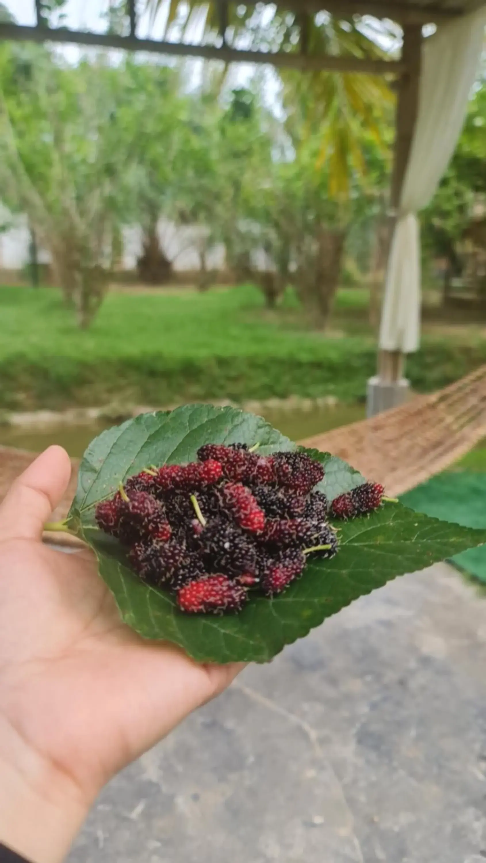 Garden in Baan Suan Rim Klong