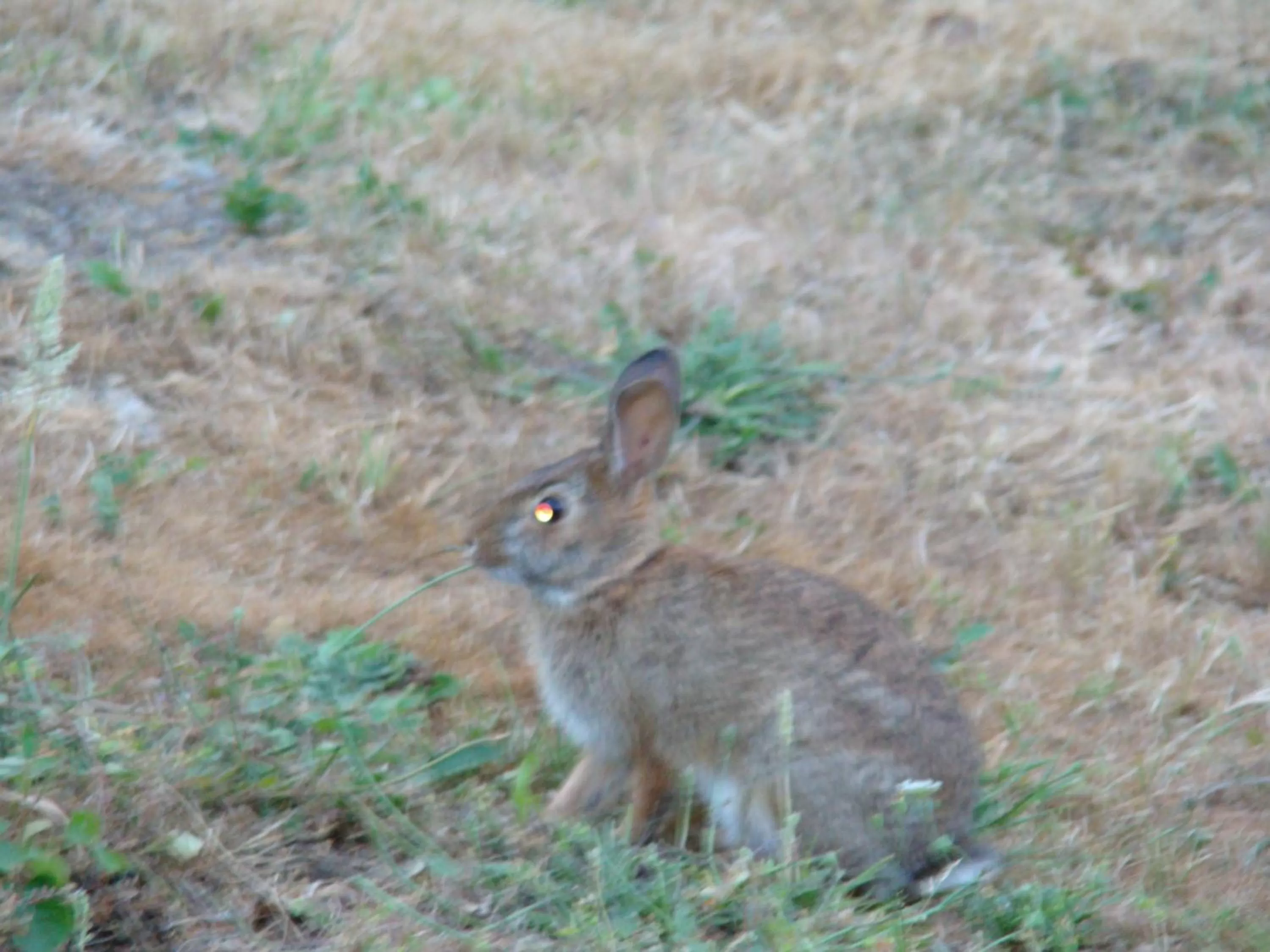 Garden, Other Animals in Hummers Haven Bed and Breakfast