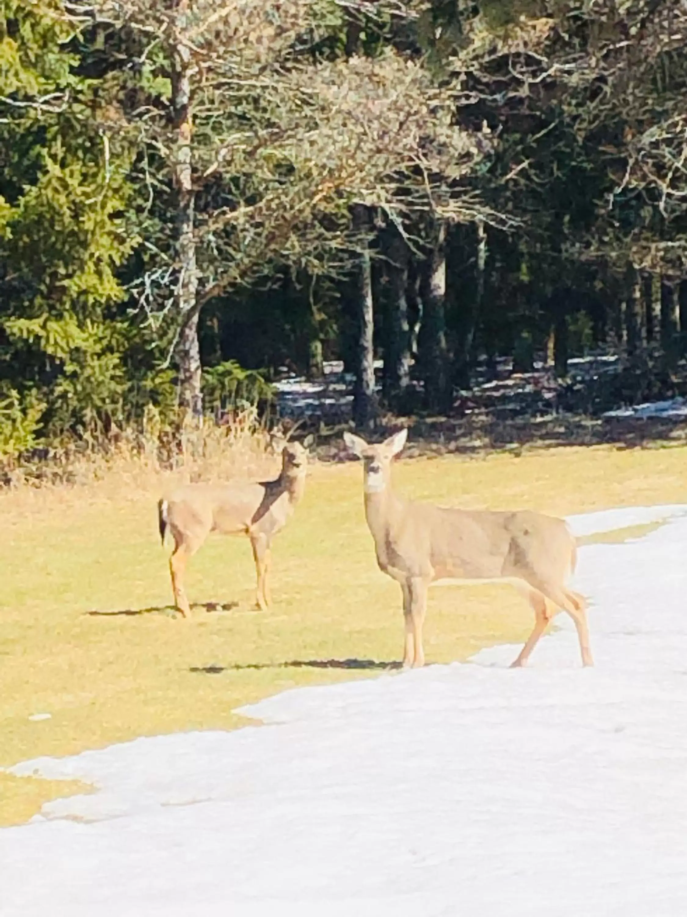 Other Animals in Lull-Abi Inn