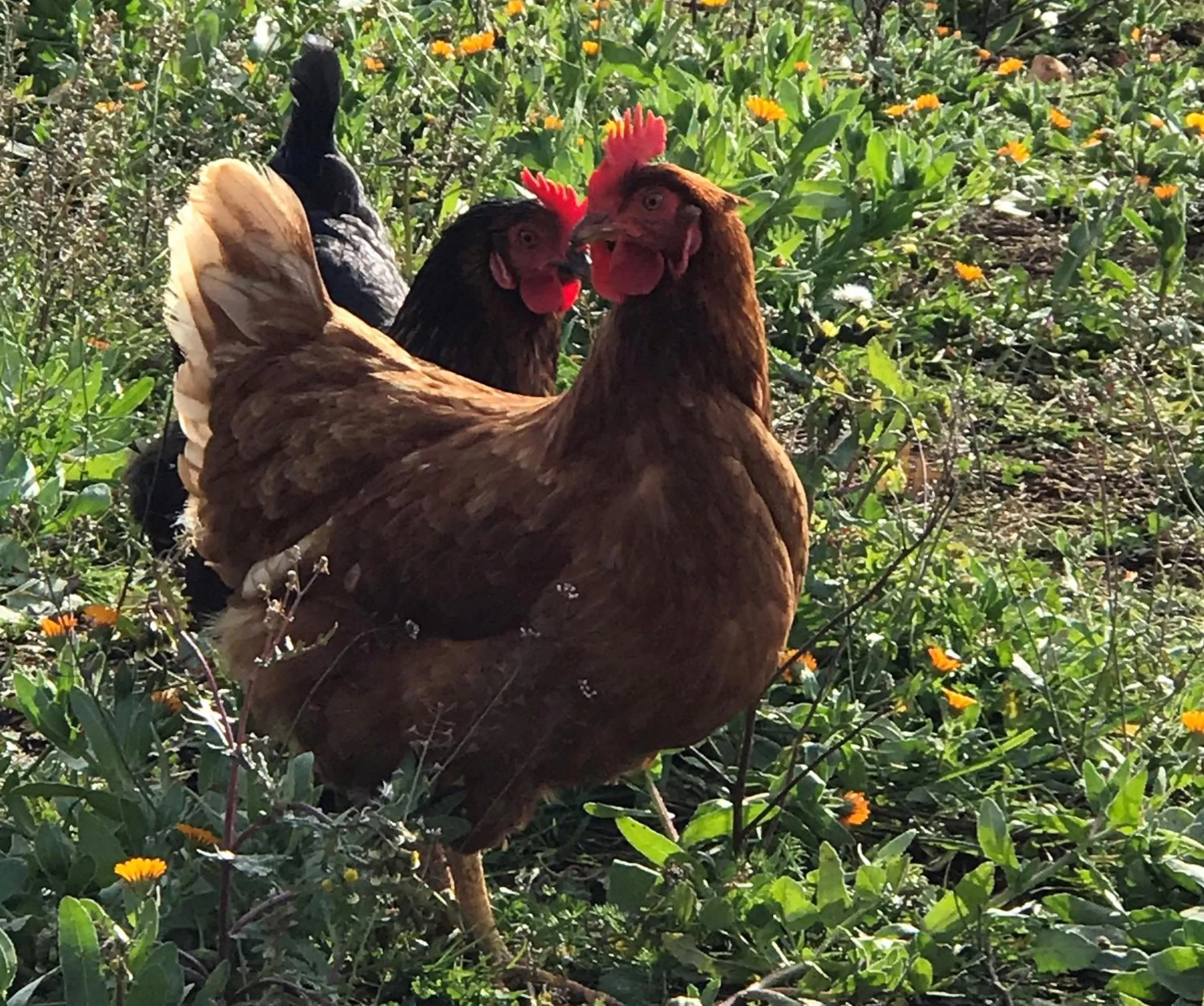 Animals in Relais Masseria della Colomba - Agriturismo