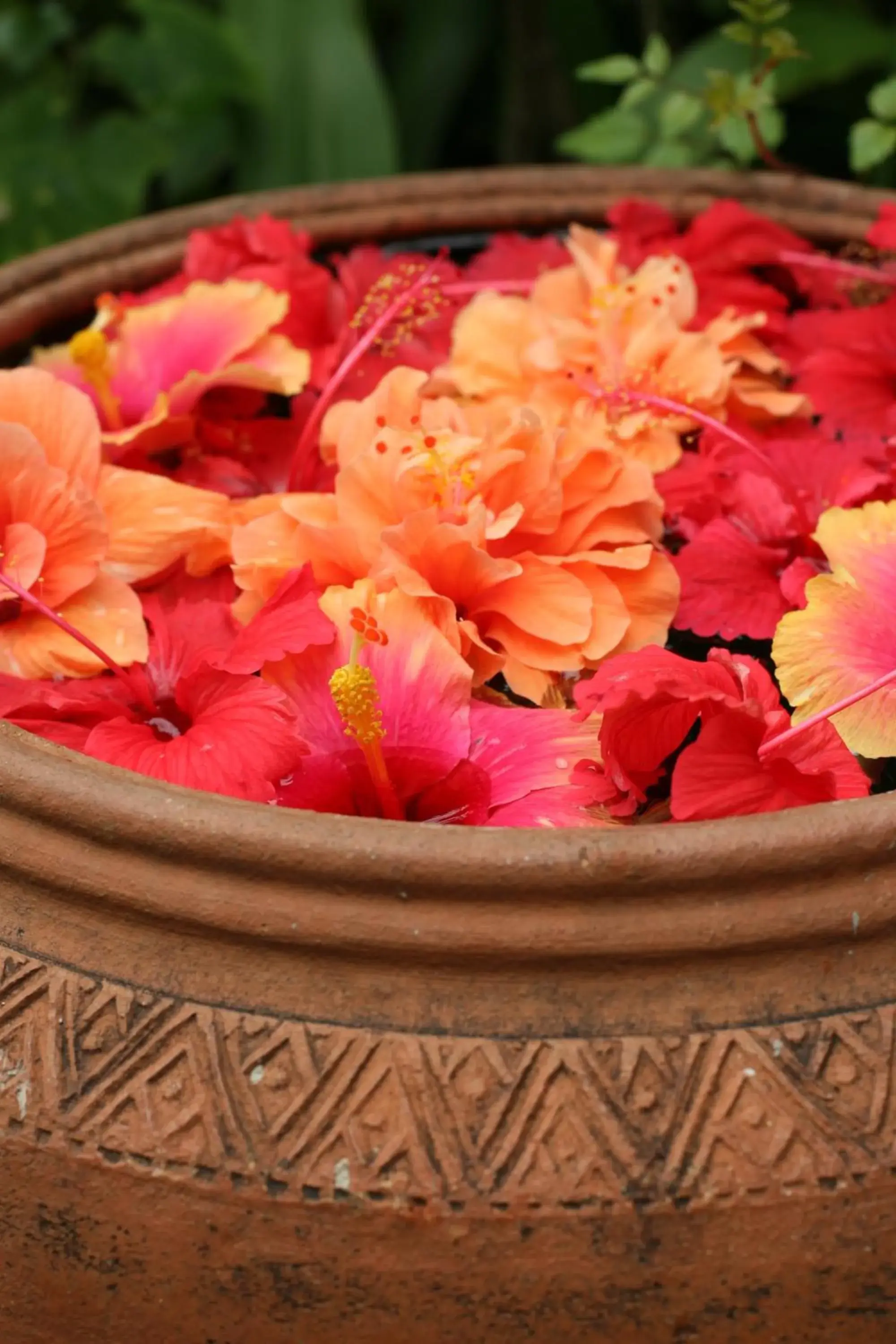 Garden in Ban Keaw Villas