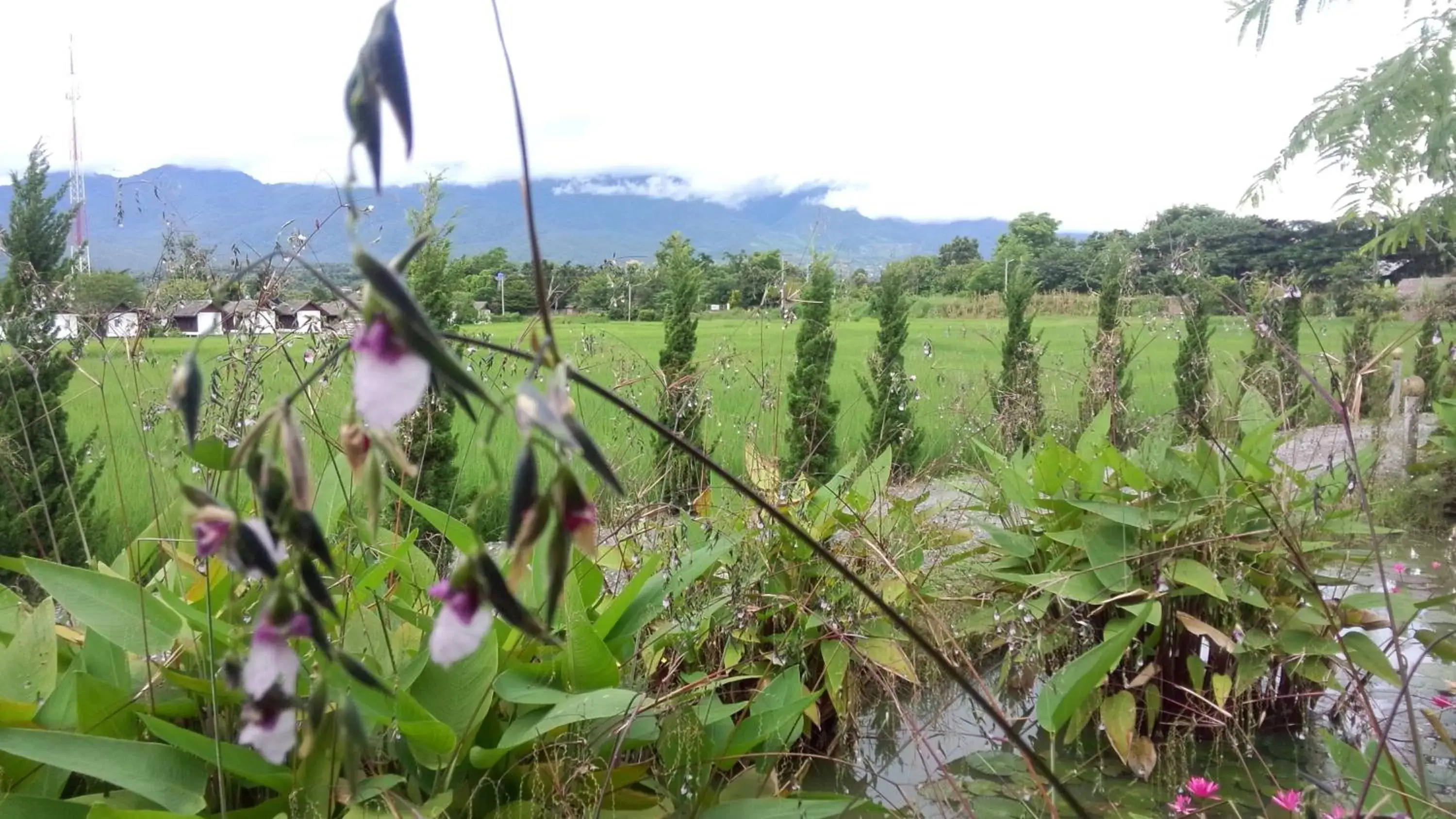 View (from property/room) in Pai My Guest Resort - SHA Plus View (from property/room) in Pai My Guest Resort - SHA Plus