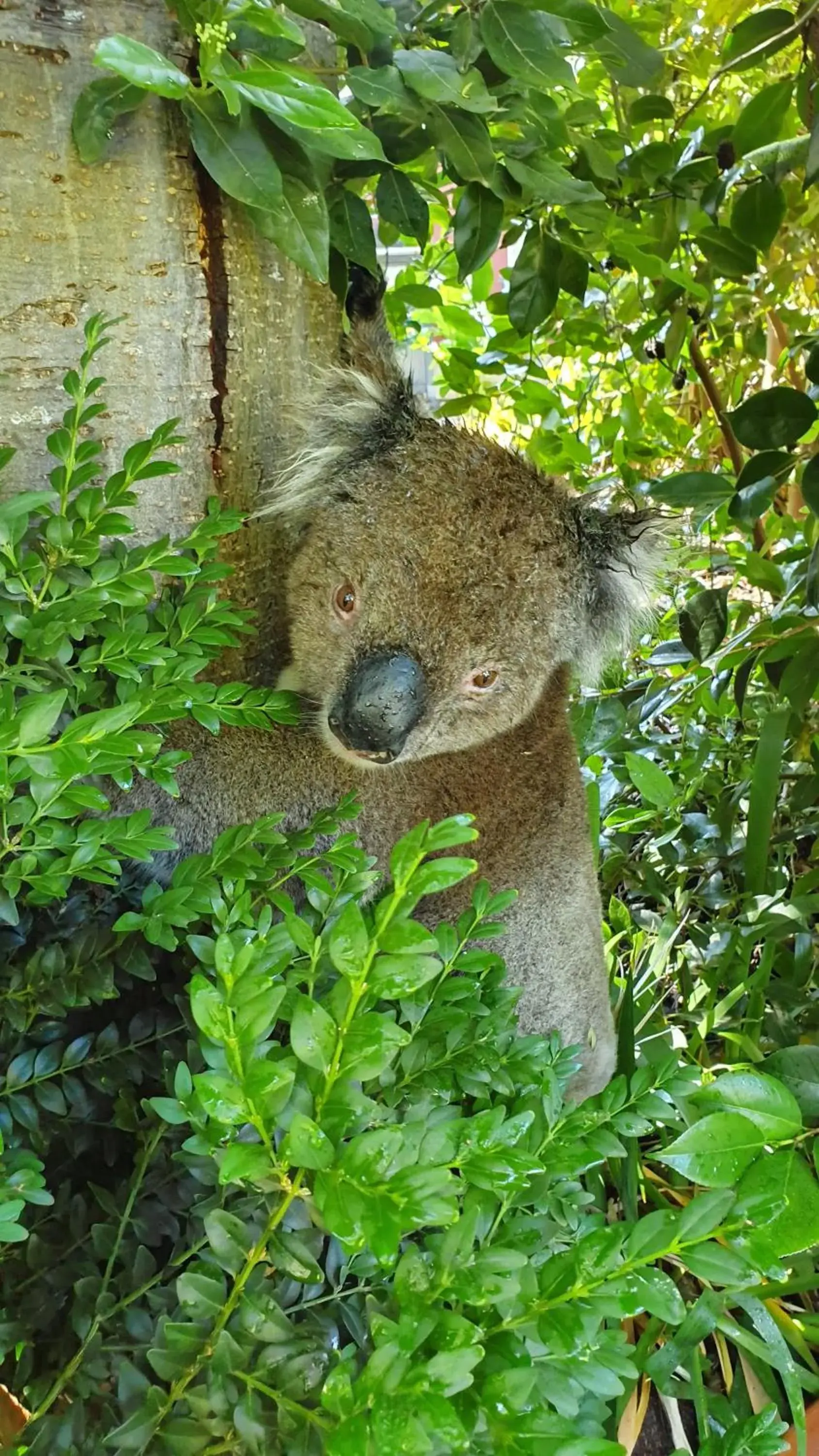 Off site, Other Animals in Amble at Hahndorf