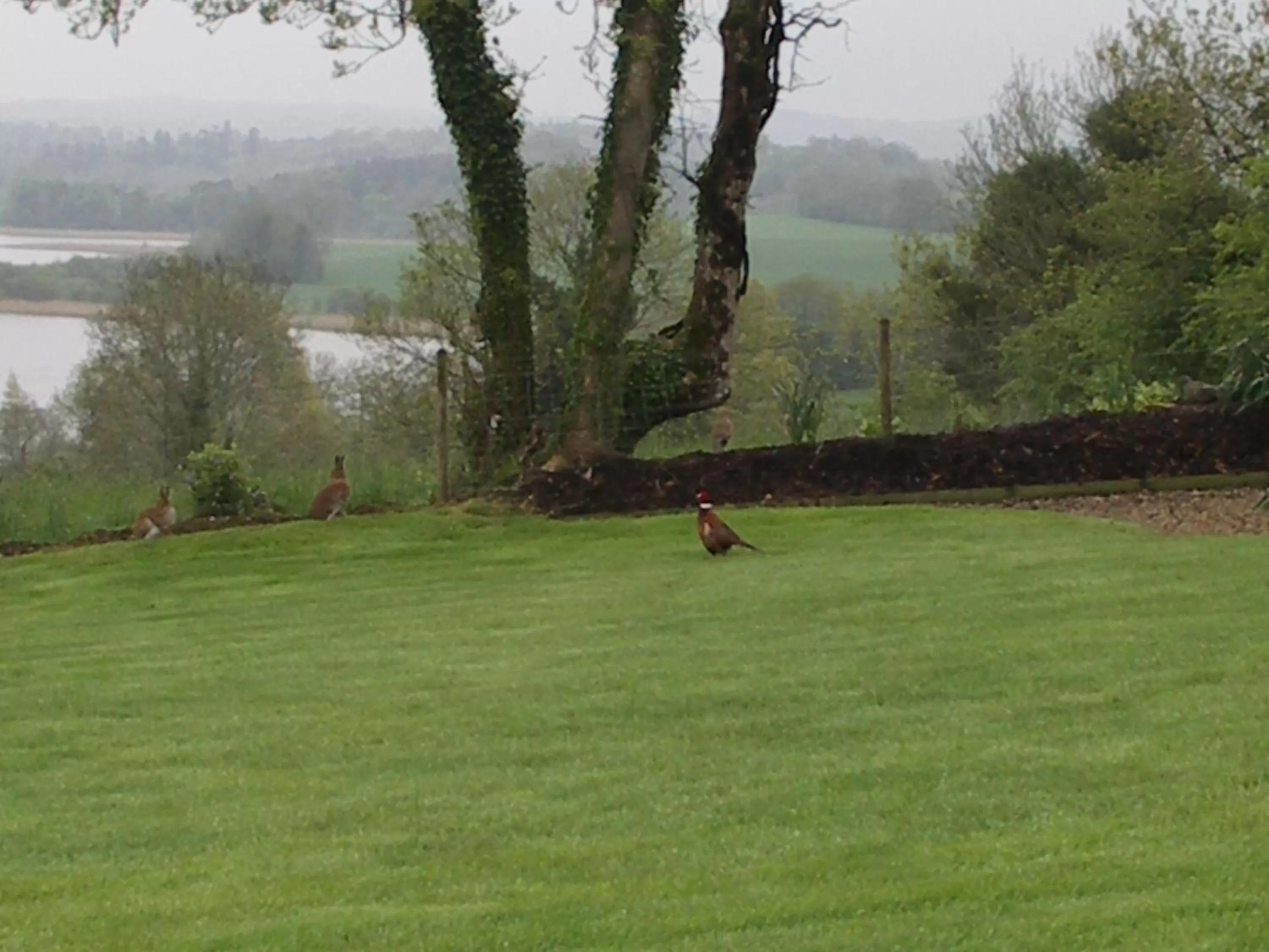 Garden view in Willowbank House