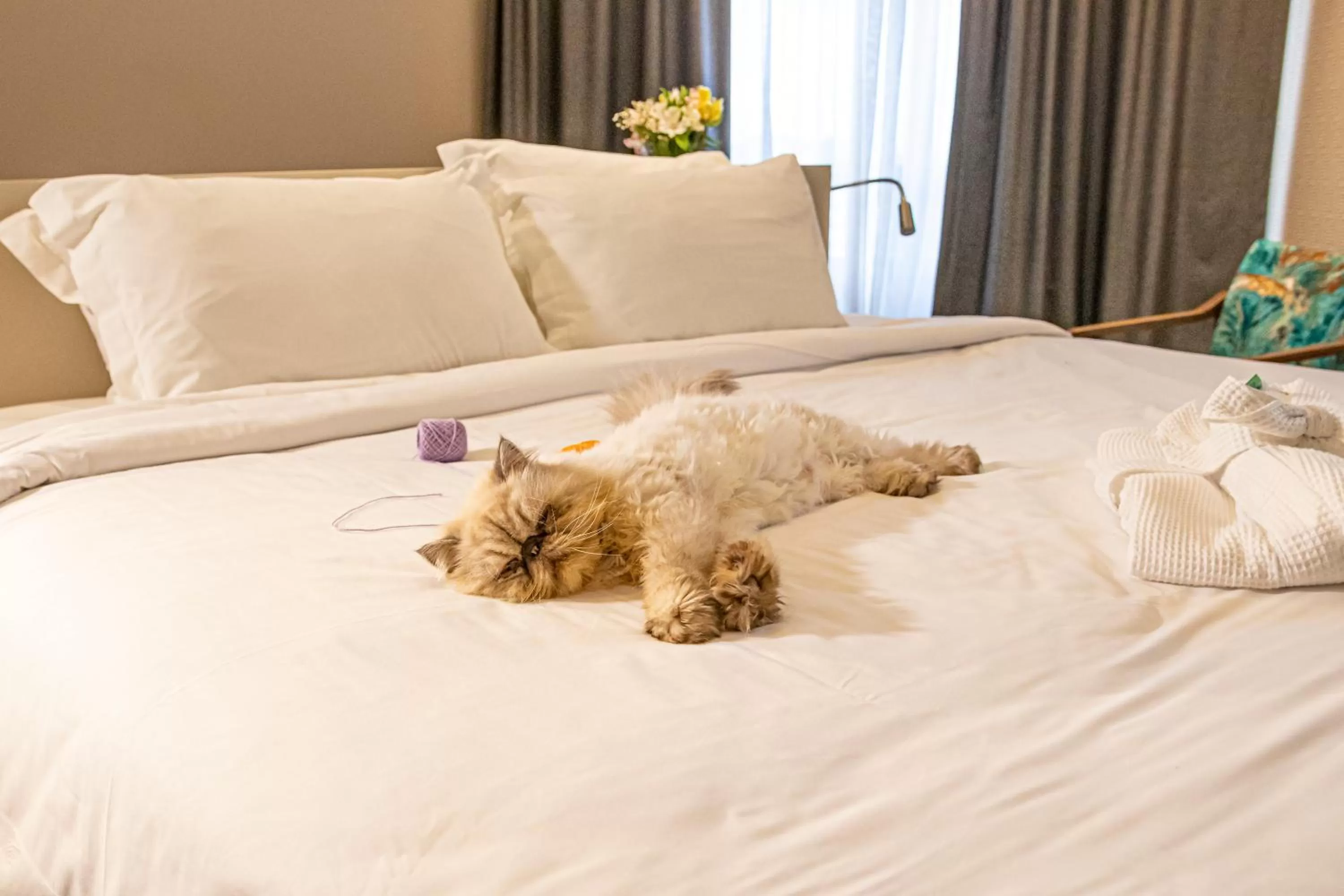 Pets, Bed in Mercure Florianópolis