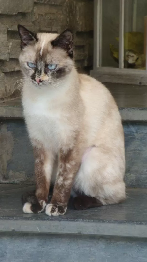 Pets in Residence Obermoarhof