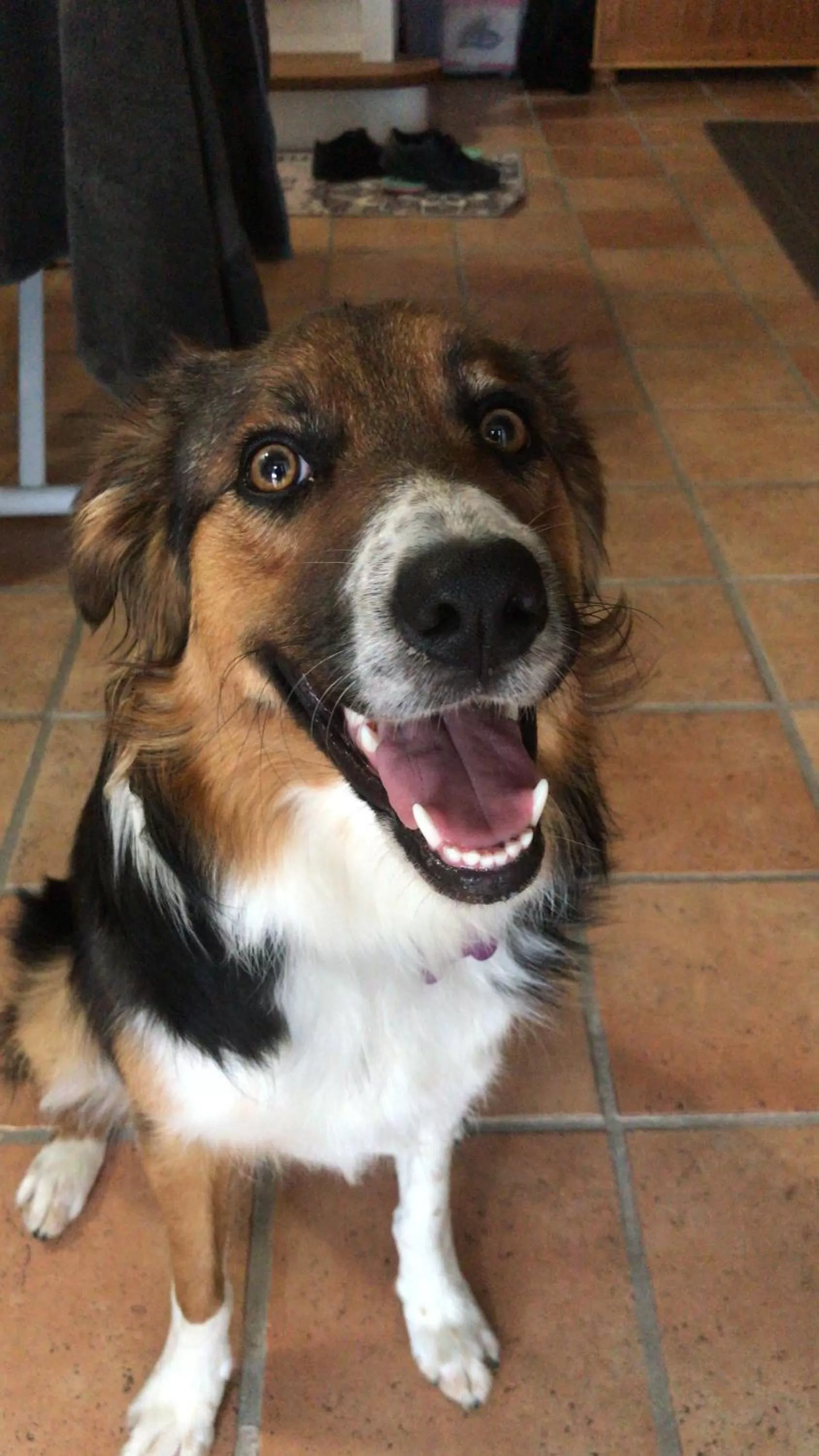 Pets in Le Mas Andoli