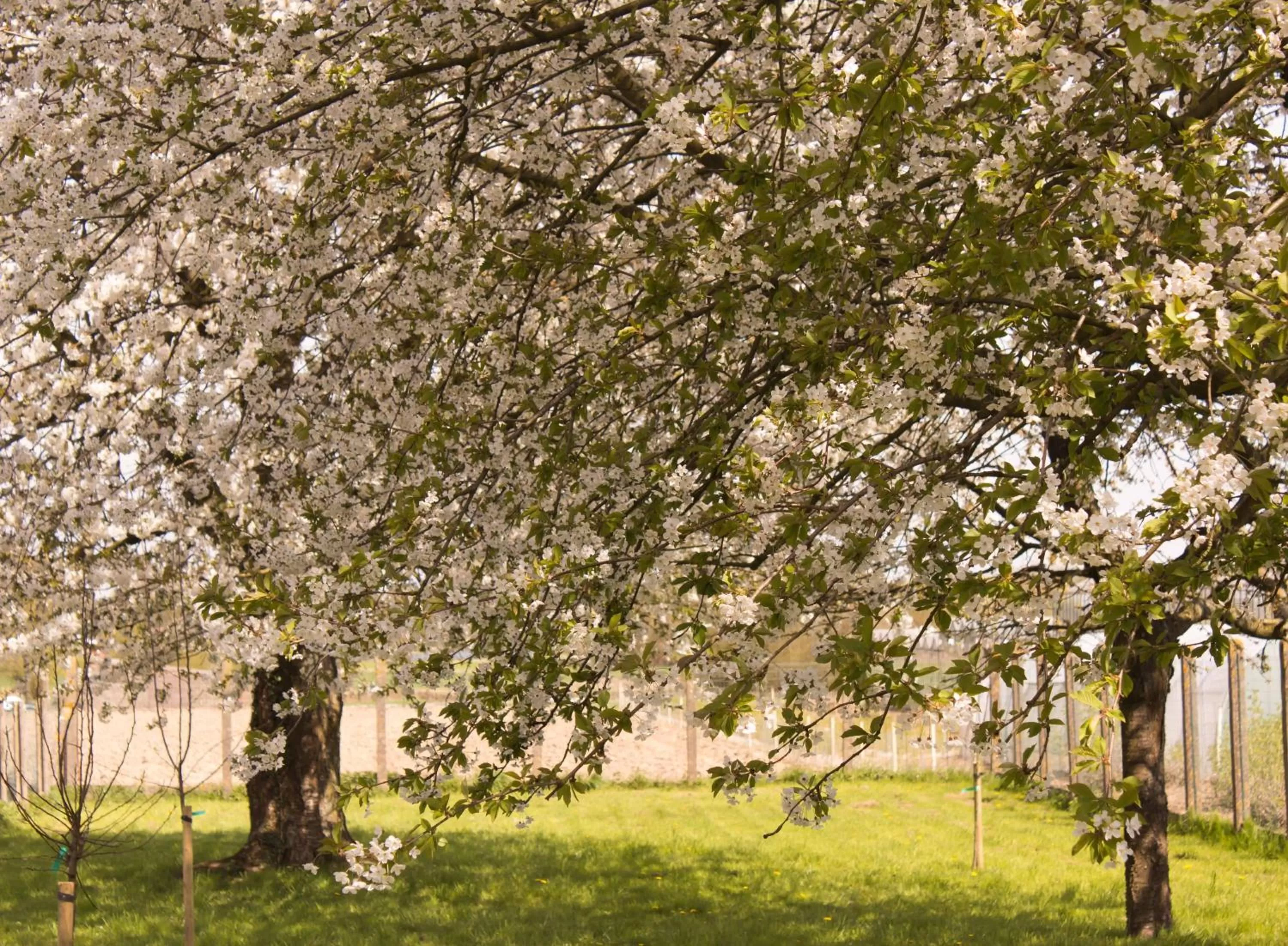 Garden in B&B Den Boomgaard Moorsel