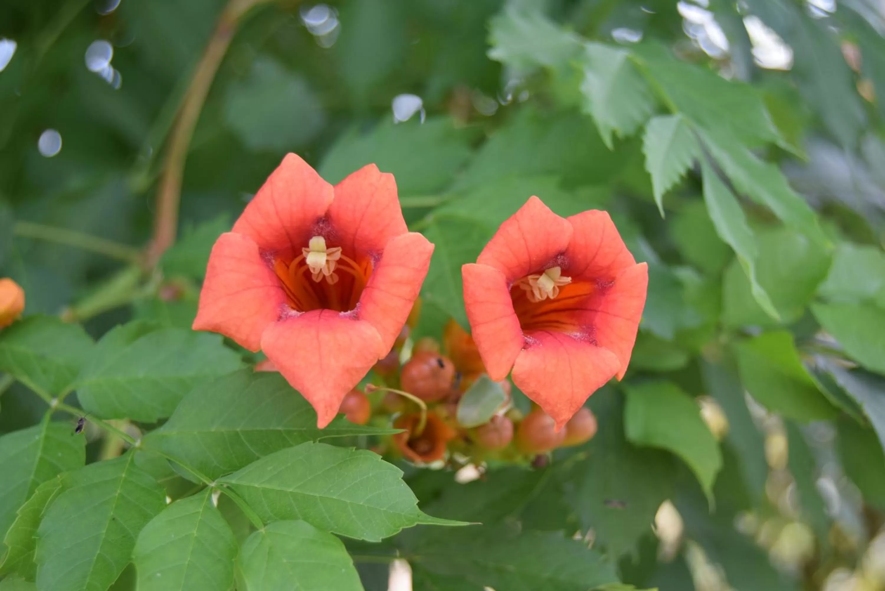 Garden in Le Nid de l'Ecureuil