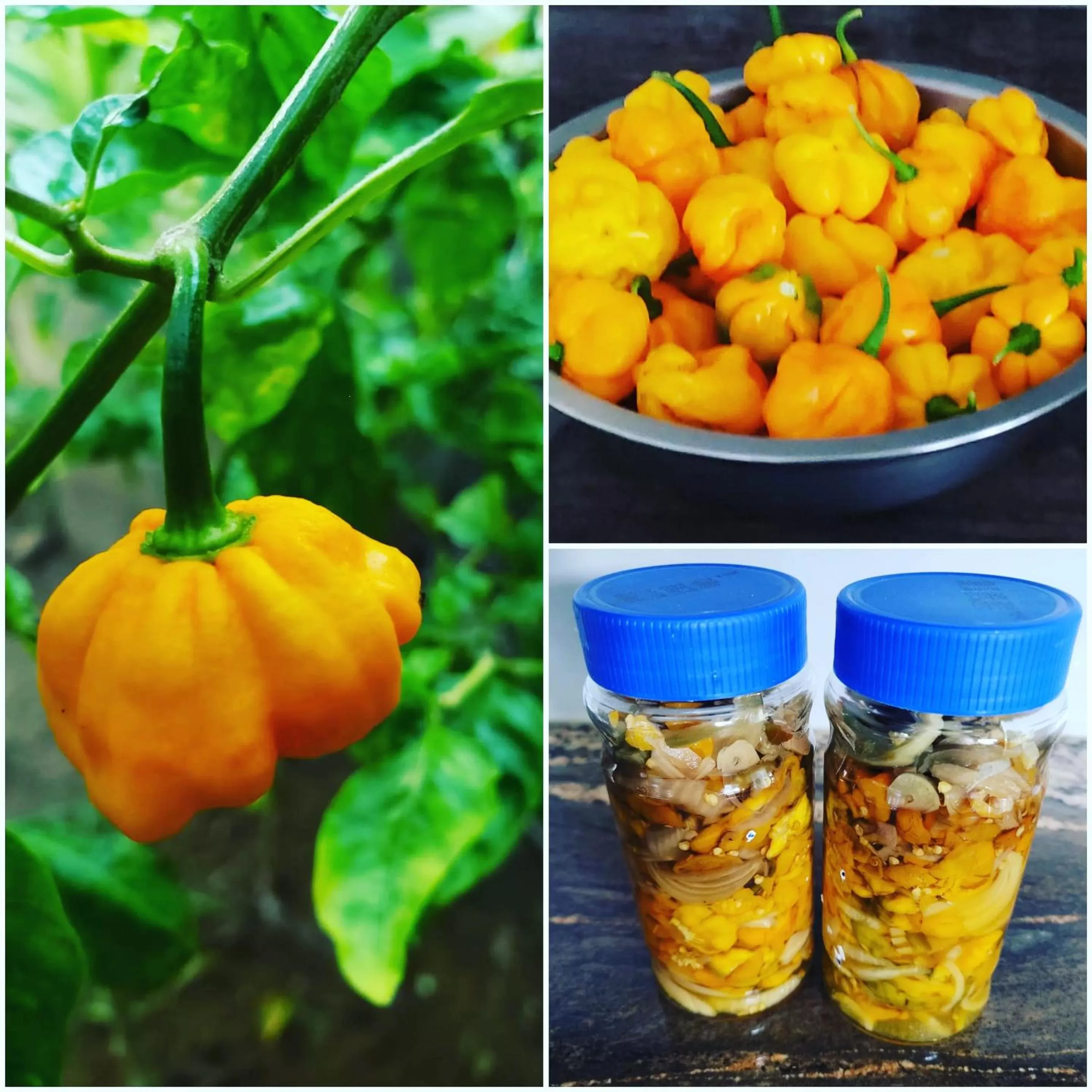 Food in Blue Paloma Bed & Breakfast