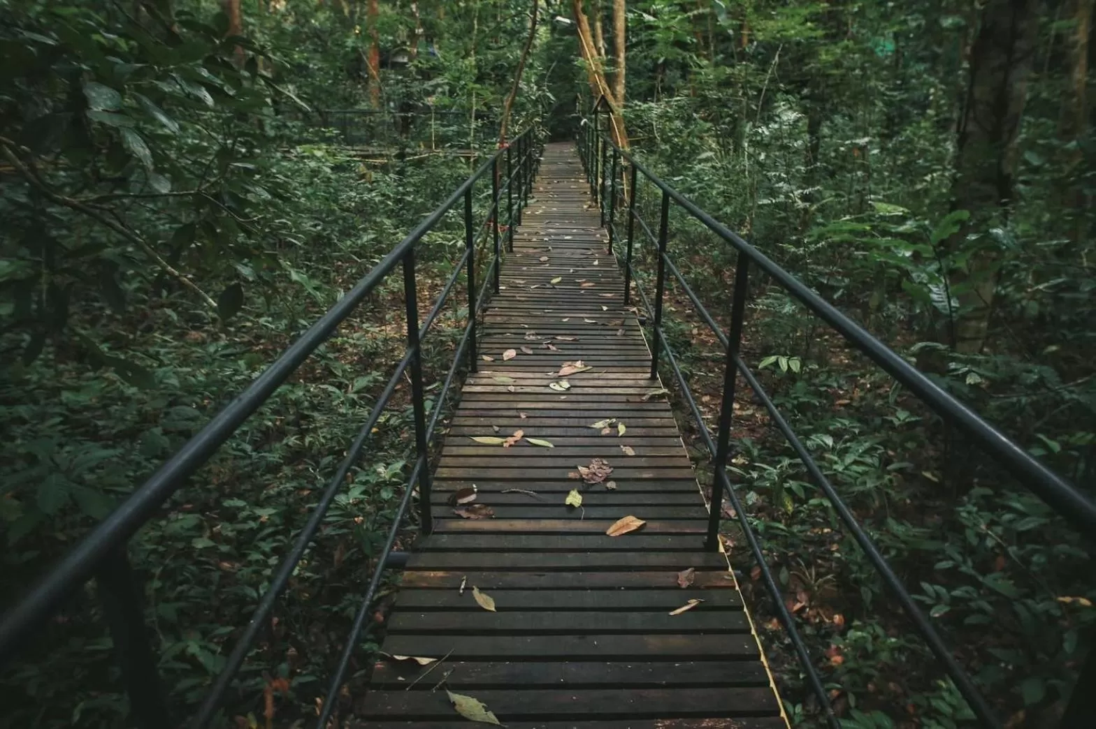 Day in Khao Sok Tree House Resort