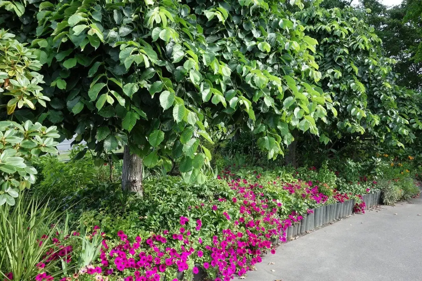 Garden in Northwood Motor Lodge