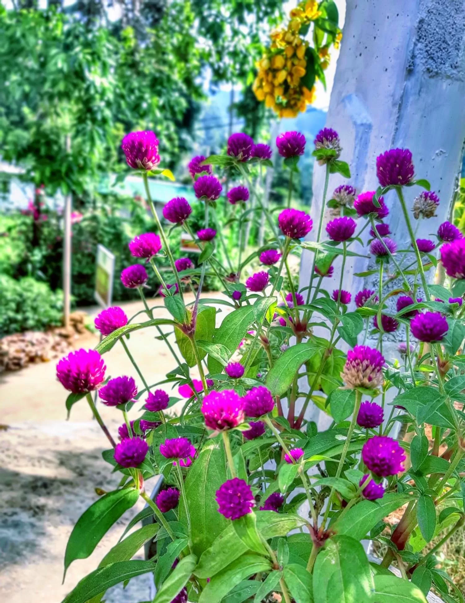 BBQ facilities, Garden in Cozy Home Stay