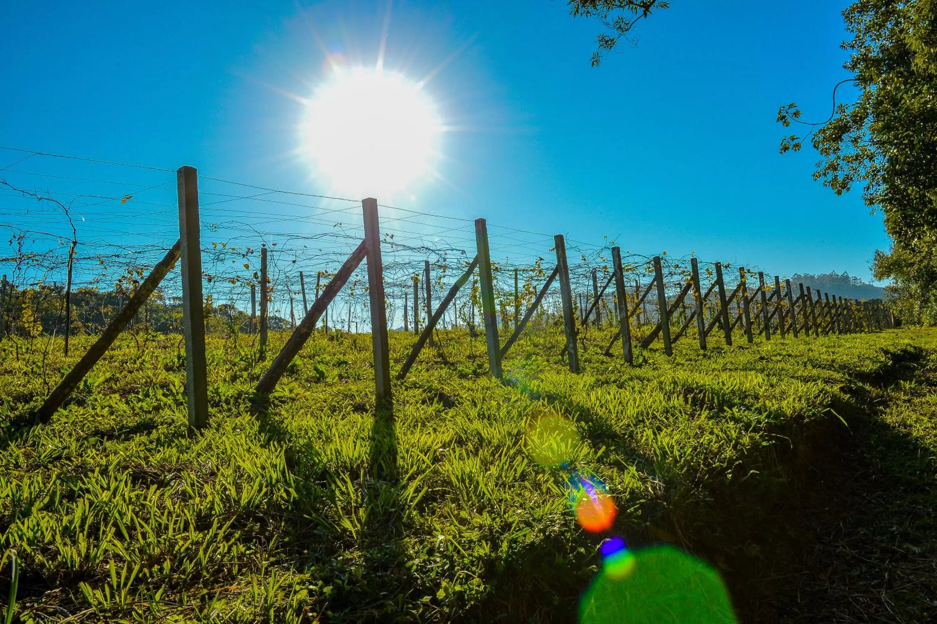 Pousada Vale Dos Figos