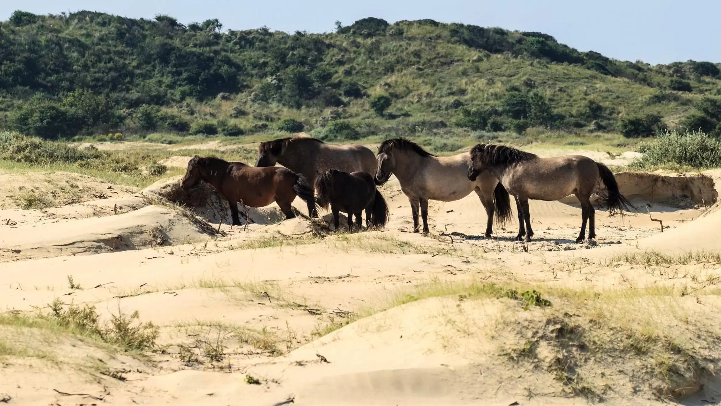 Natural landscape, Other Animals in ibis Styles Haarlem City