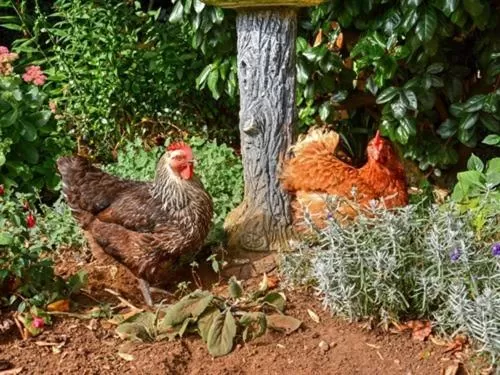 Other, Other Animals in The White Horse View B&B