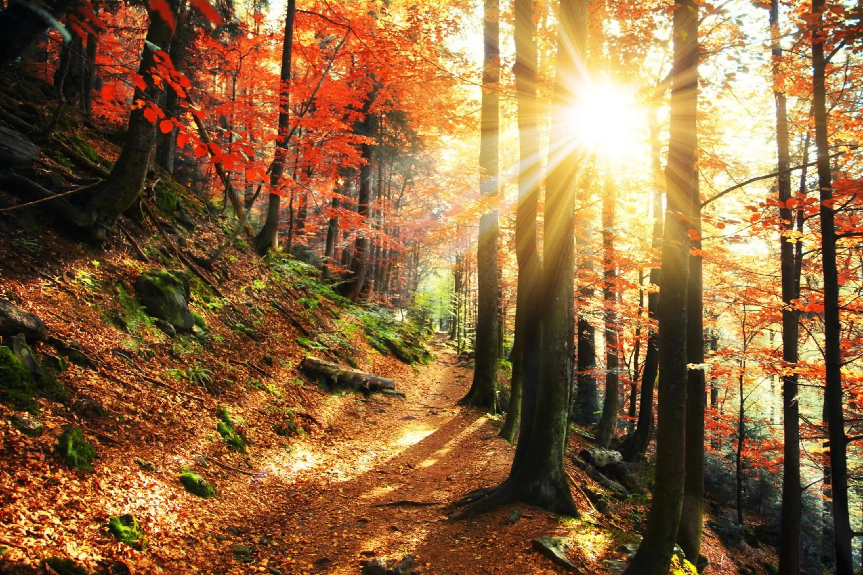 Standard Single Room in Wellness & Ayurveda Hotel Am Eichenberg Standard Single Room in Wellness & Ayurveda Hotel Am Eichenberg