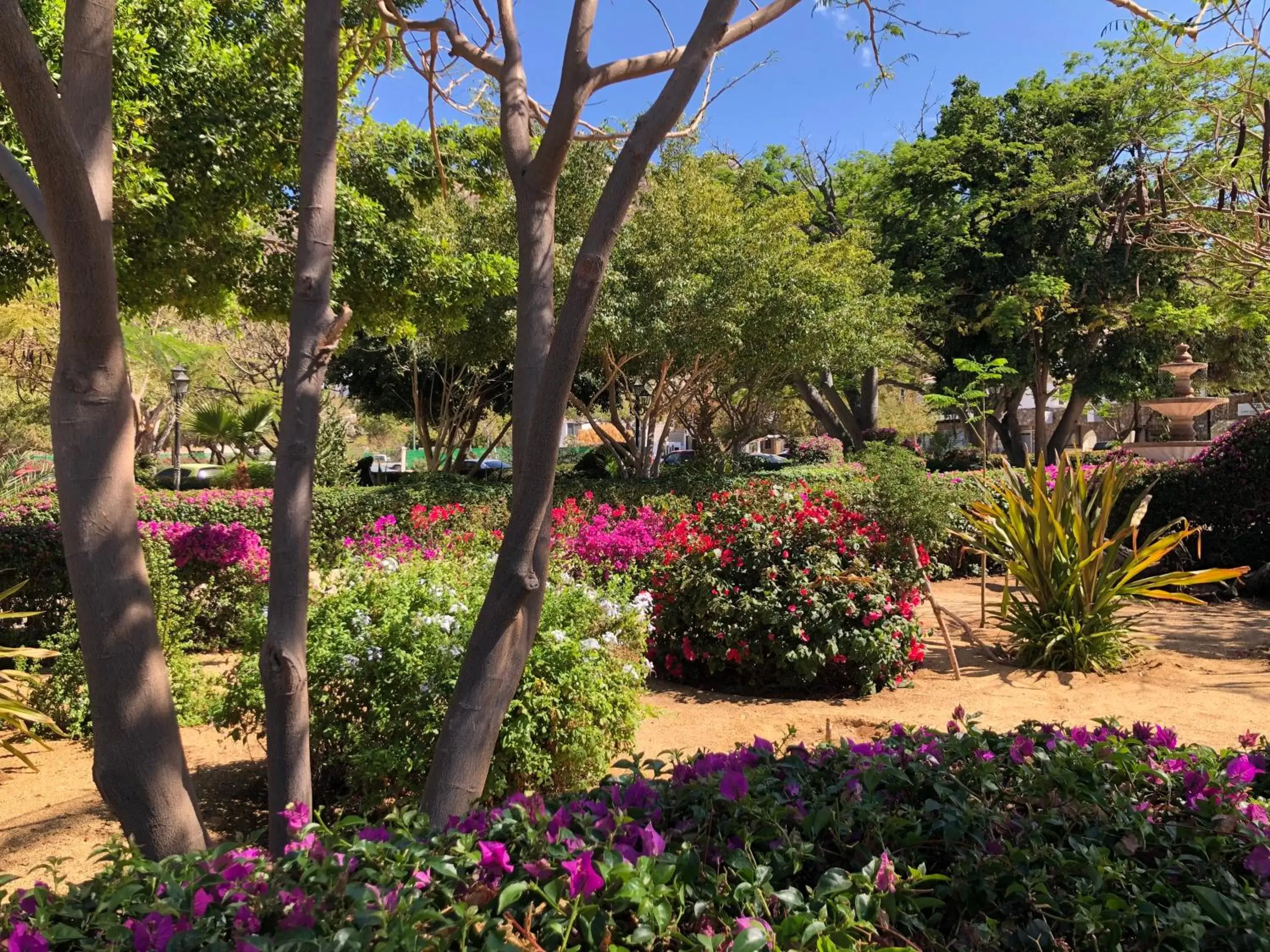 Natural landscape, Garden in Pedregal Suites - Marina and Downtown