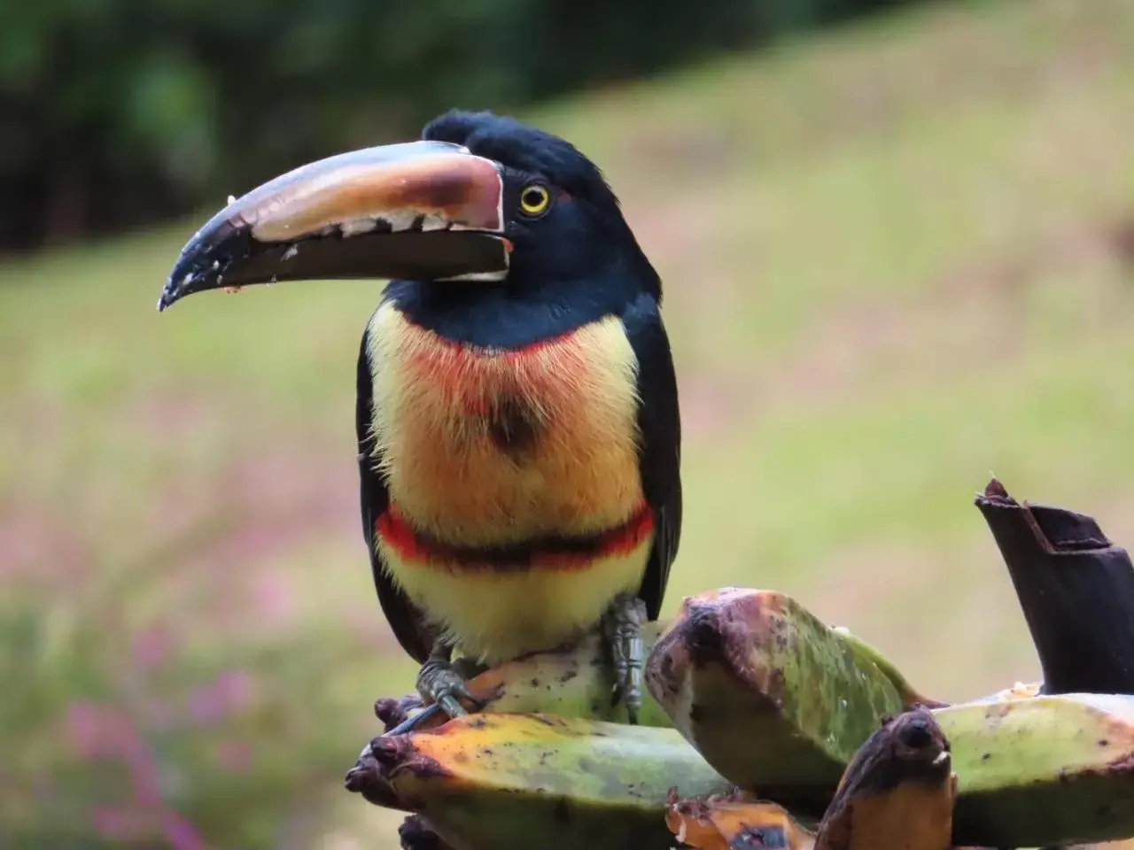 Animals, Other Animals in La Ceiba Tree Lodge