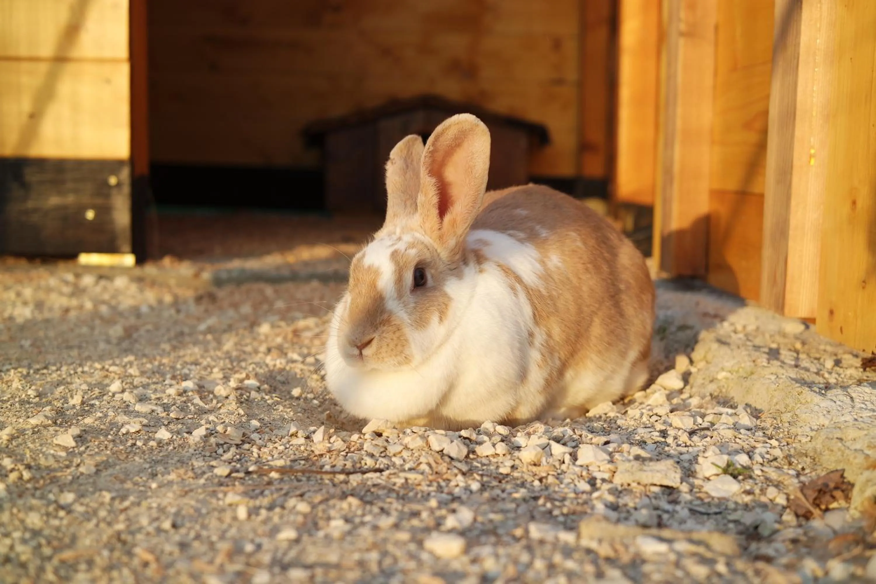 Animals in Fracanzana Hotel
