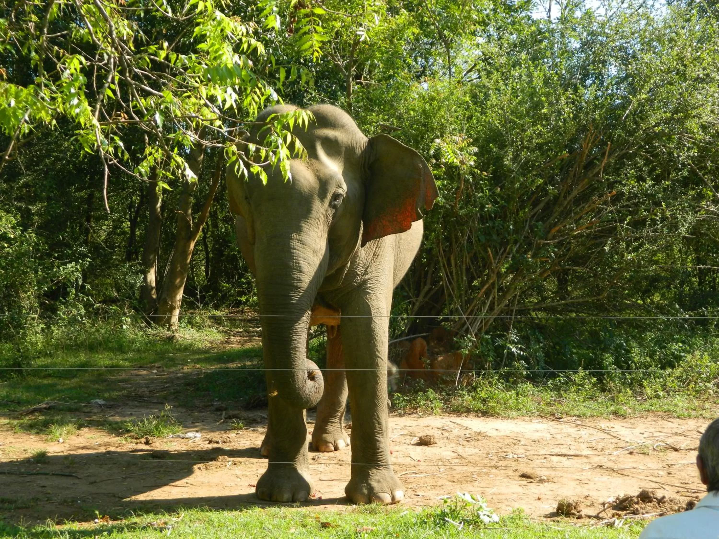 Animals in New Ocean Vibes Ahangama