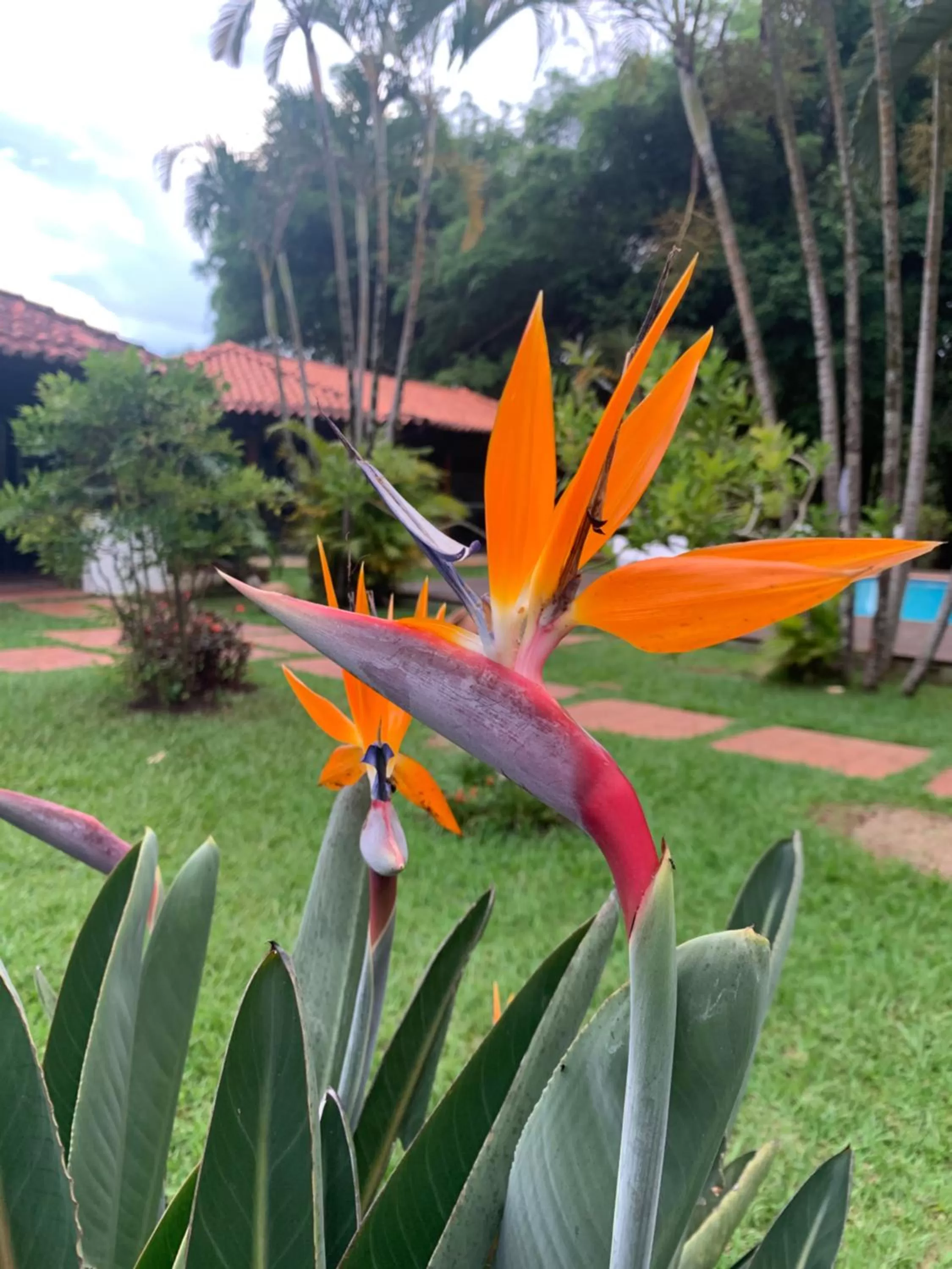 Garden in Pousada Villa Real
