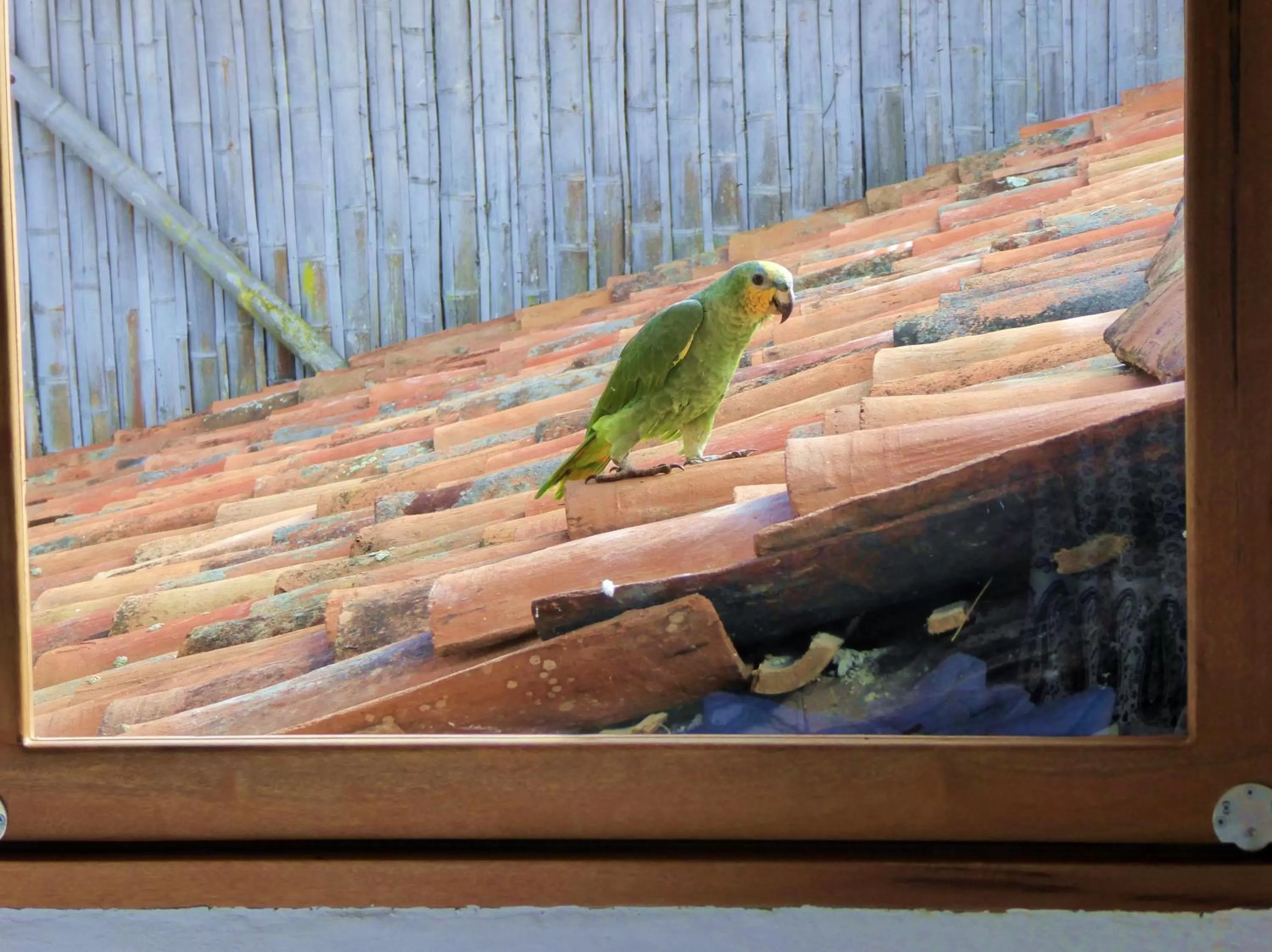 Pets in Finca El Cielo