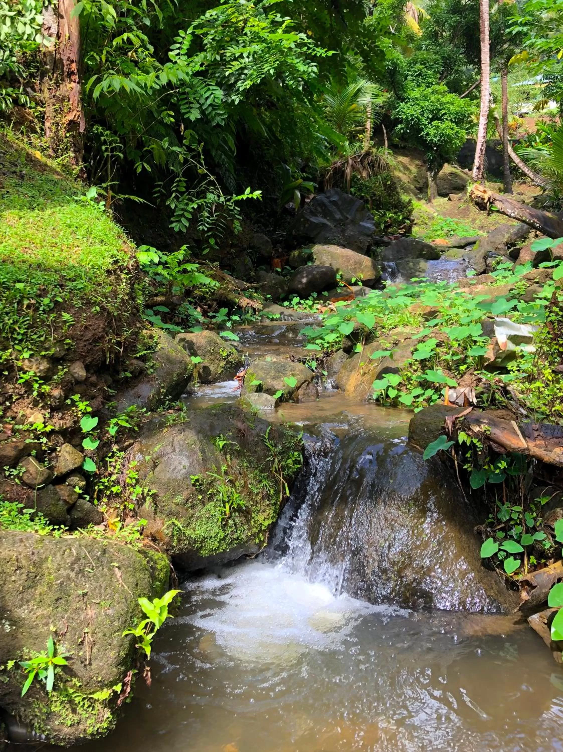Garden in Cocoa Cottage